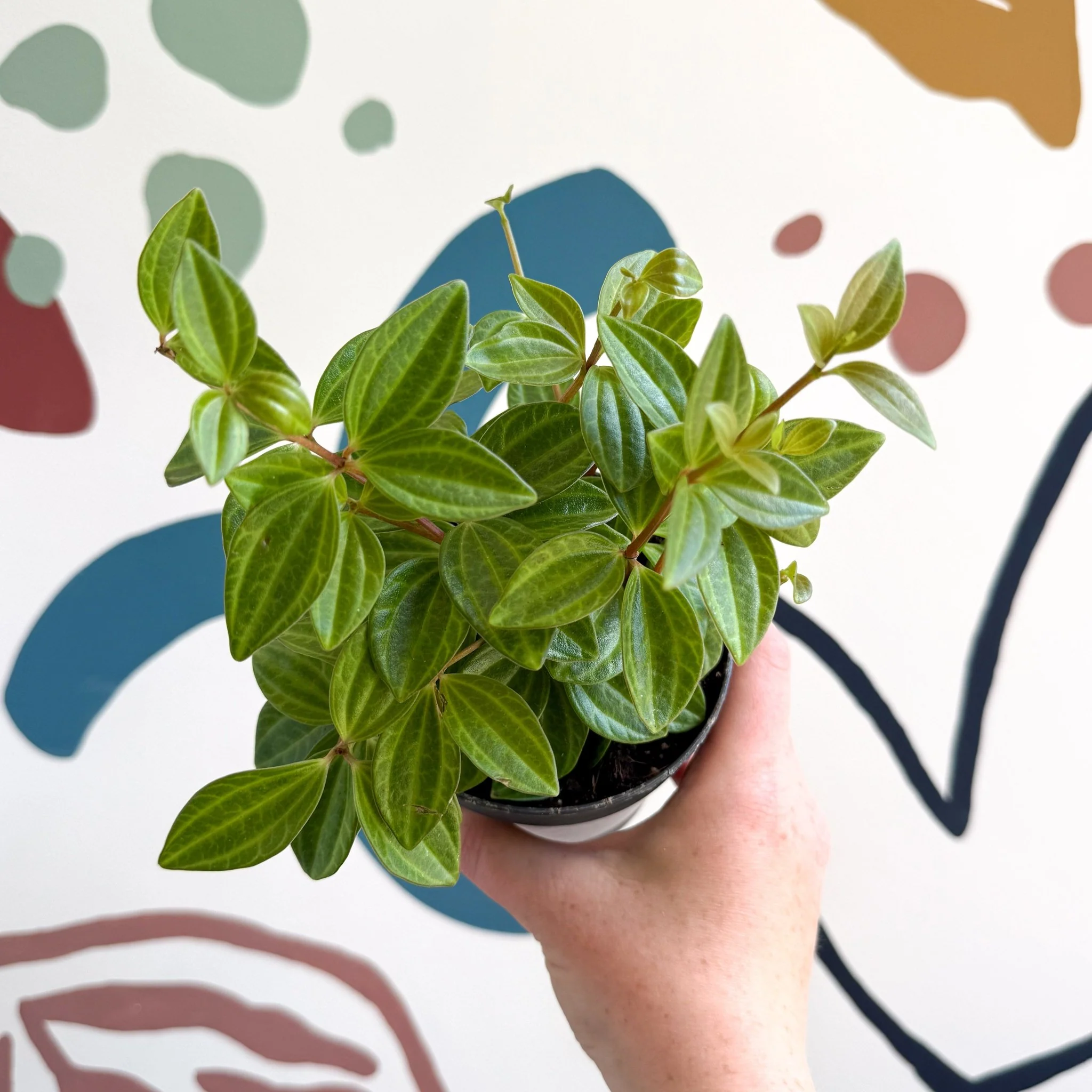 Peperomia angulata 'Rocca Vivace' - Image 13