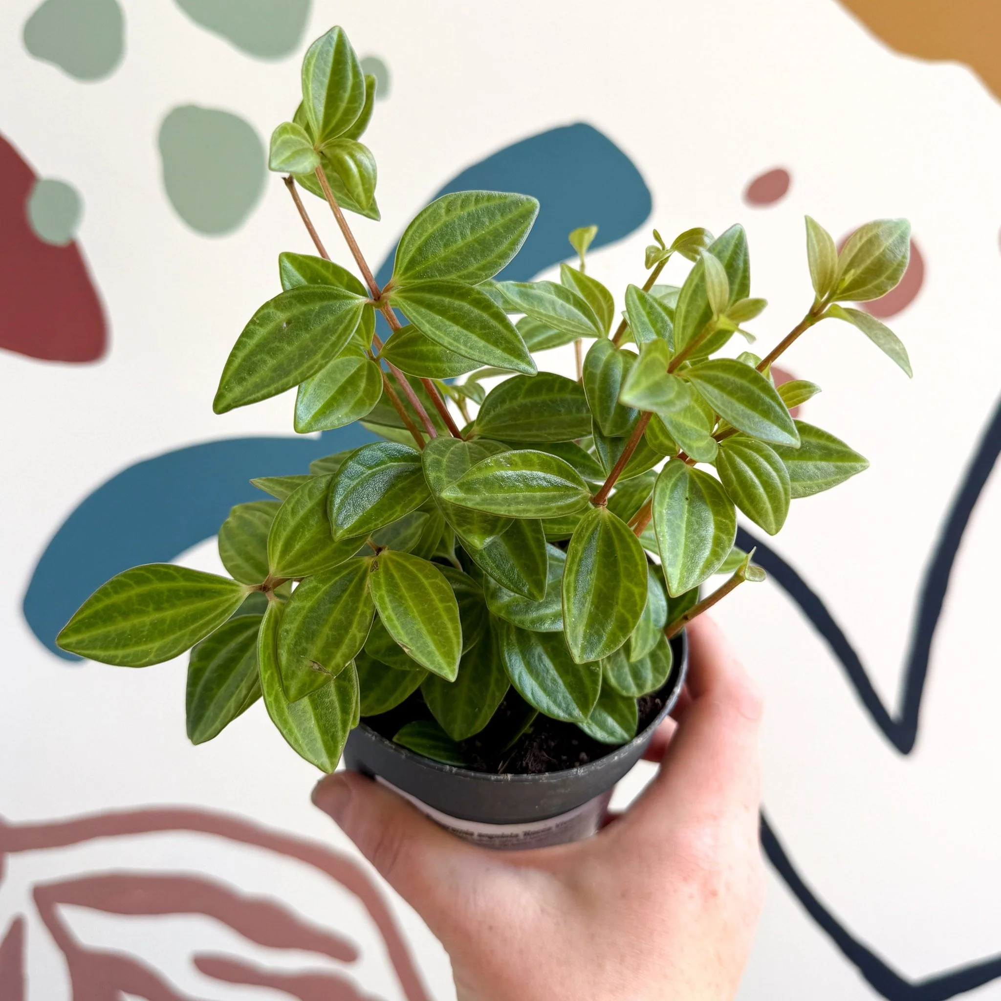 Peperomia angulata 'Rocca Vivace' - Image 14