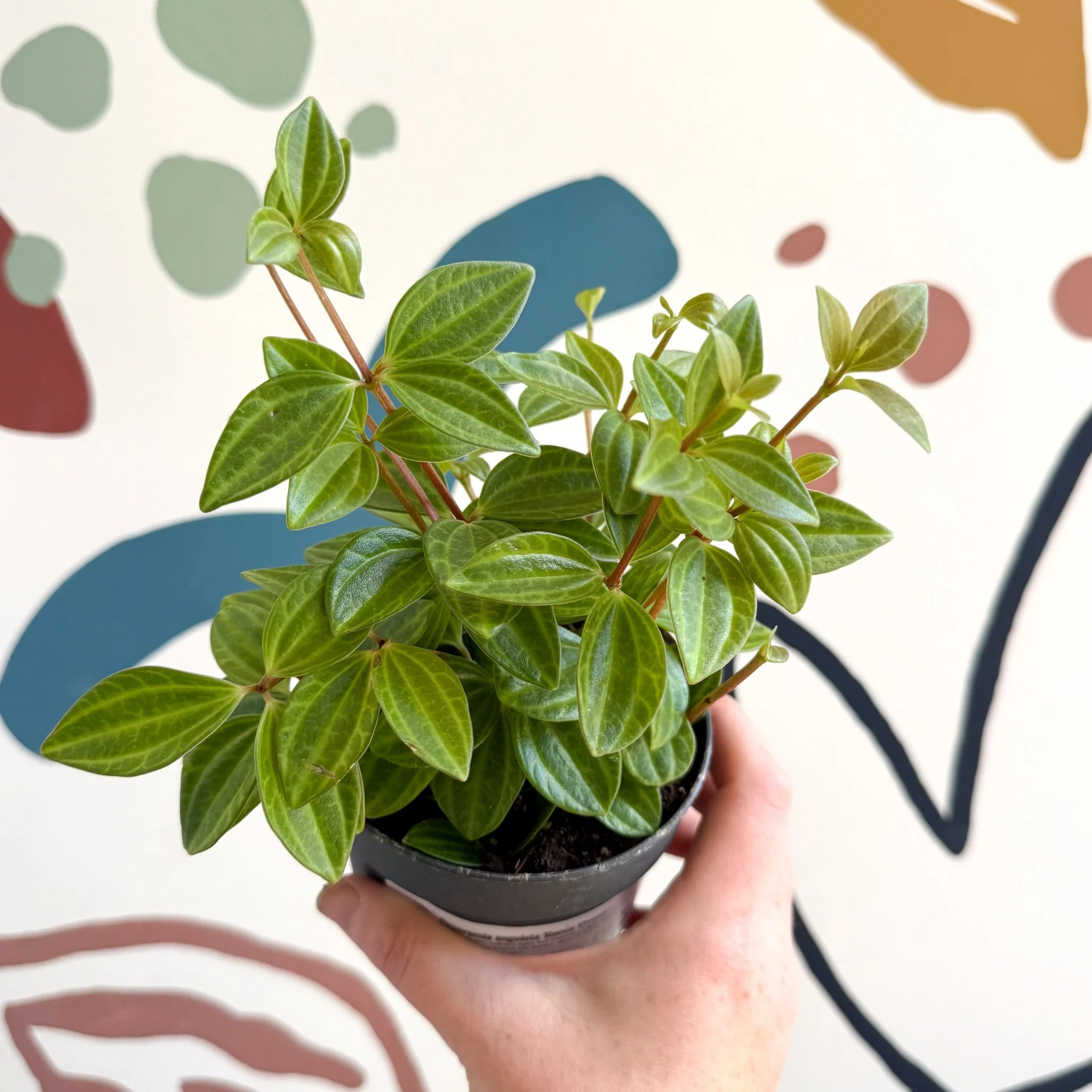 Peperomia angulata 'Rocca Vivace' - Image 15