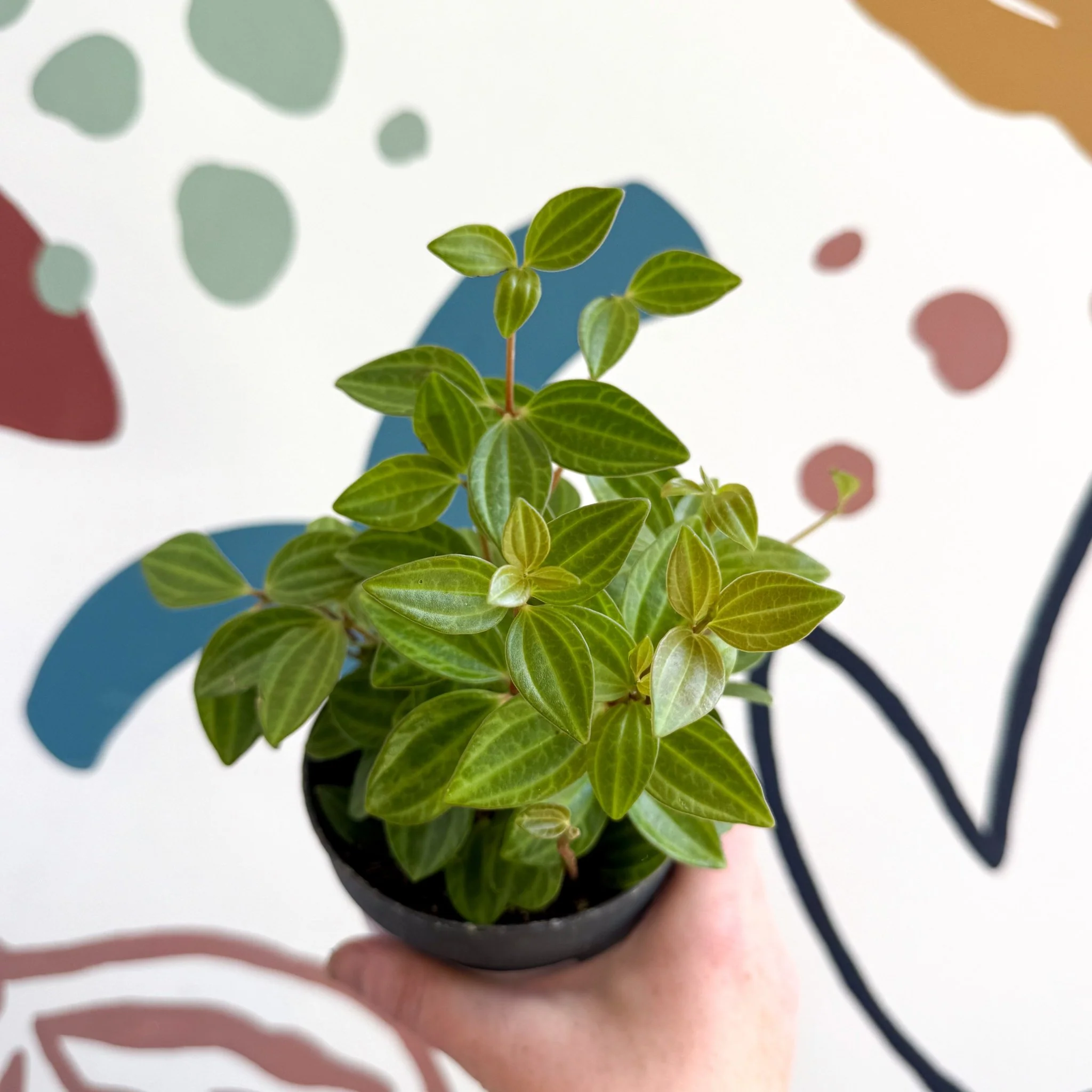 Peperomia angulata 'Rocca Vivace' - Image 16