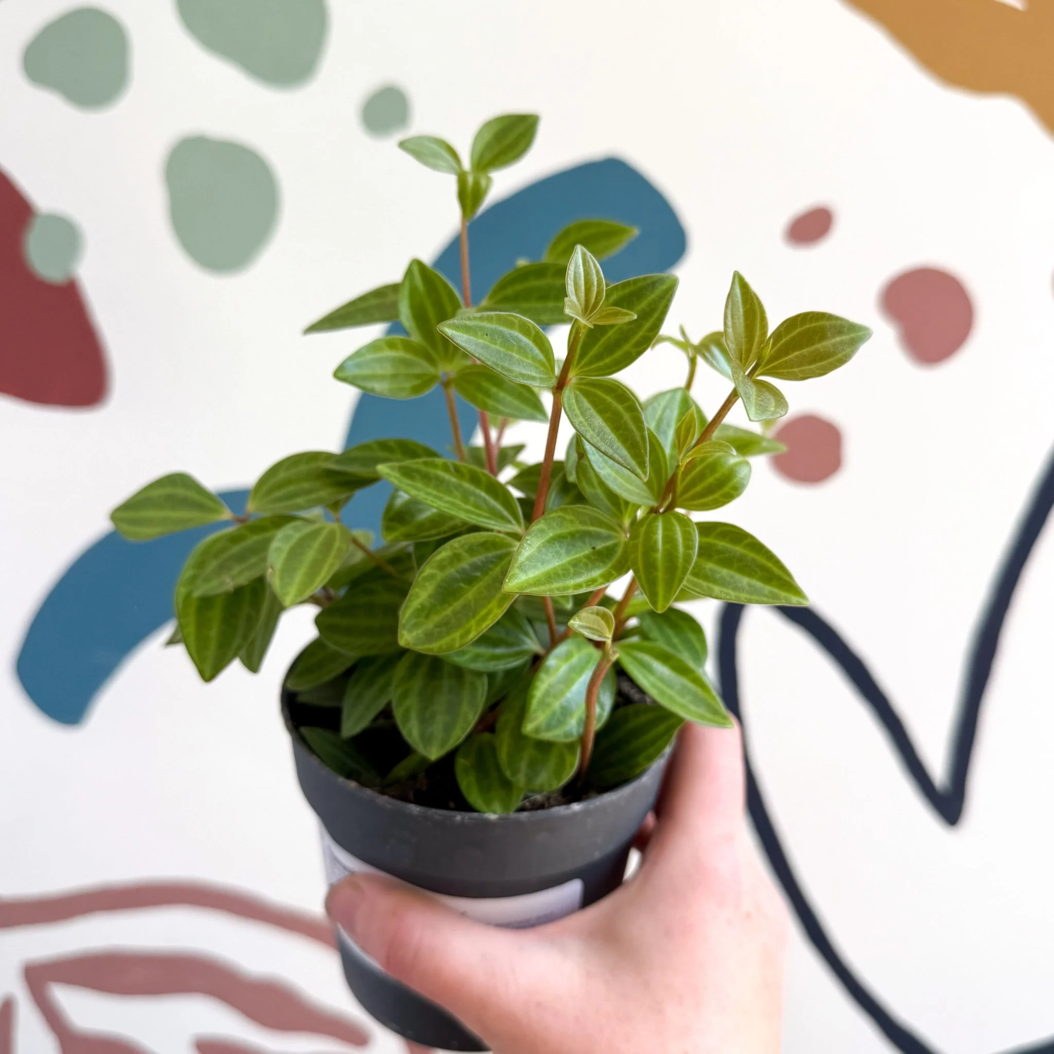Peperomia angulata 'Rocca Vivace' - Image 17