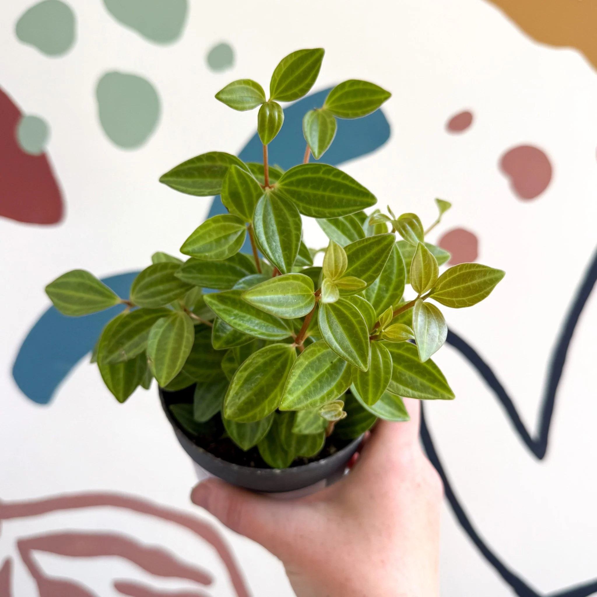 Peperomia angulata 'Rocca Vivace' - Image 18
