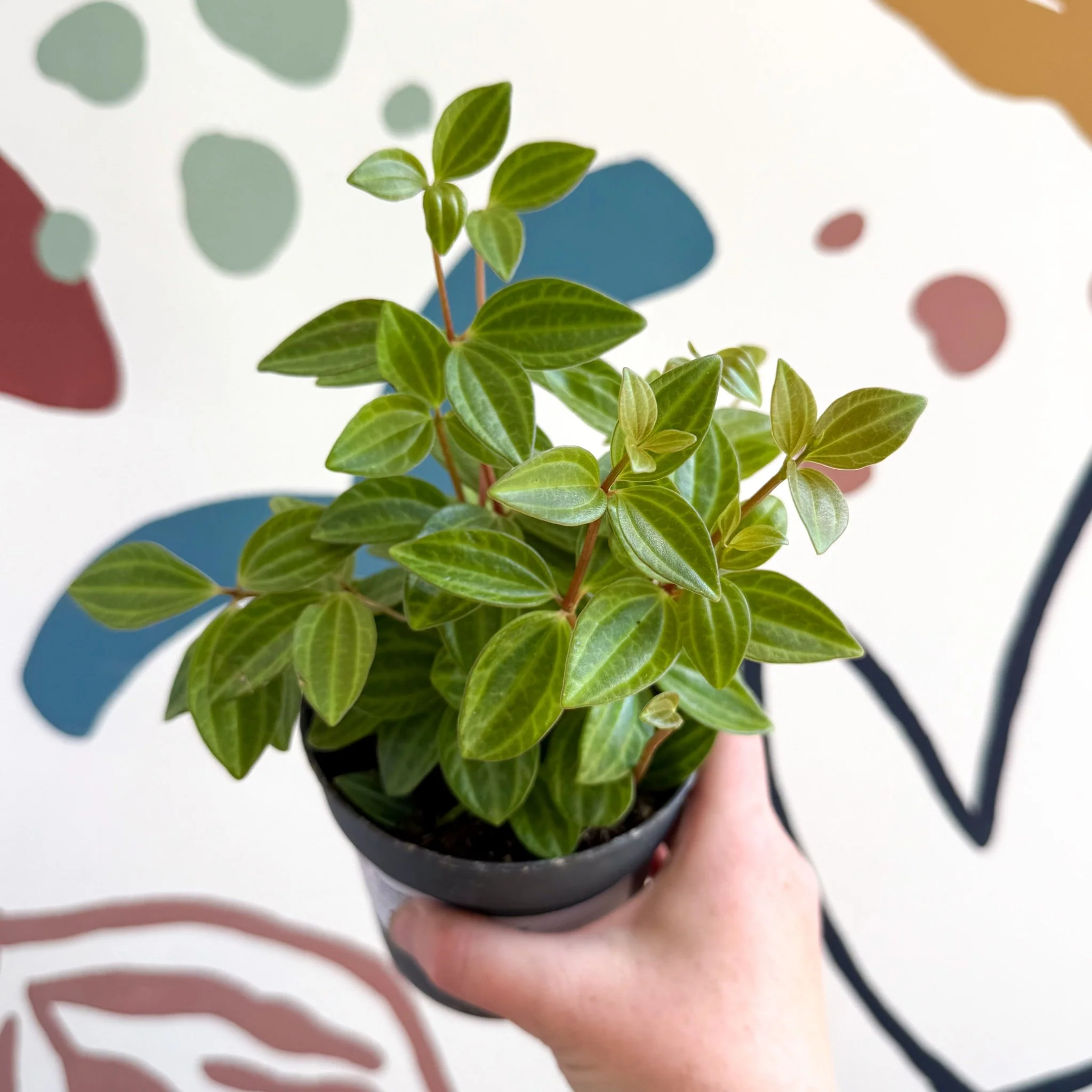 Peperomia angulata 'Rocca Vivace' - Image 19
