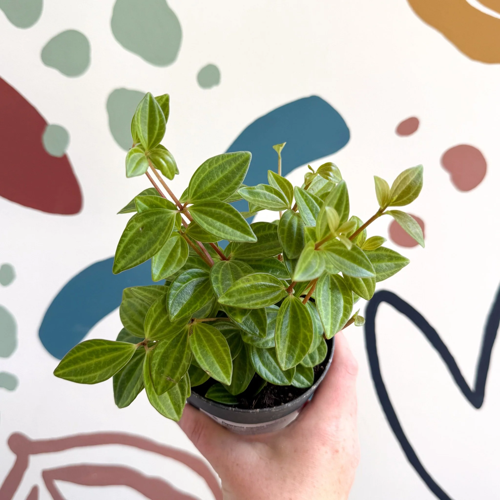 Peperomia angulata 'Rocca Vivace' - Image 2