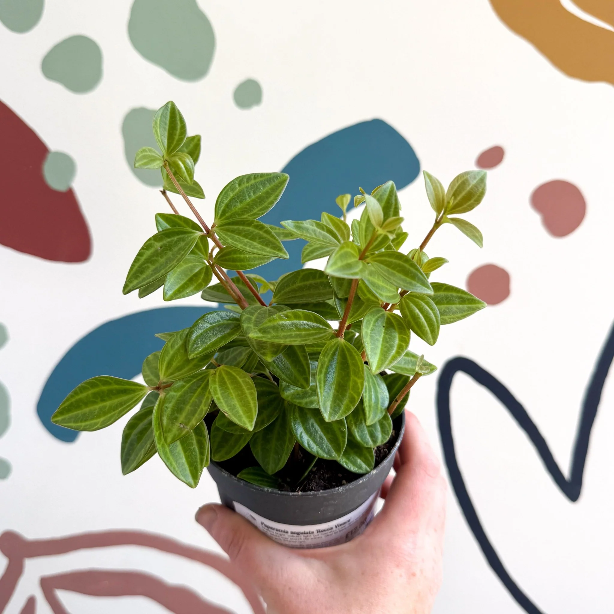 Peperomia angulata 'Rocca Vivace' - Image 3
