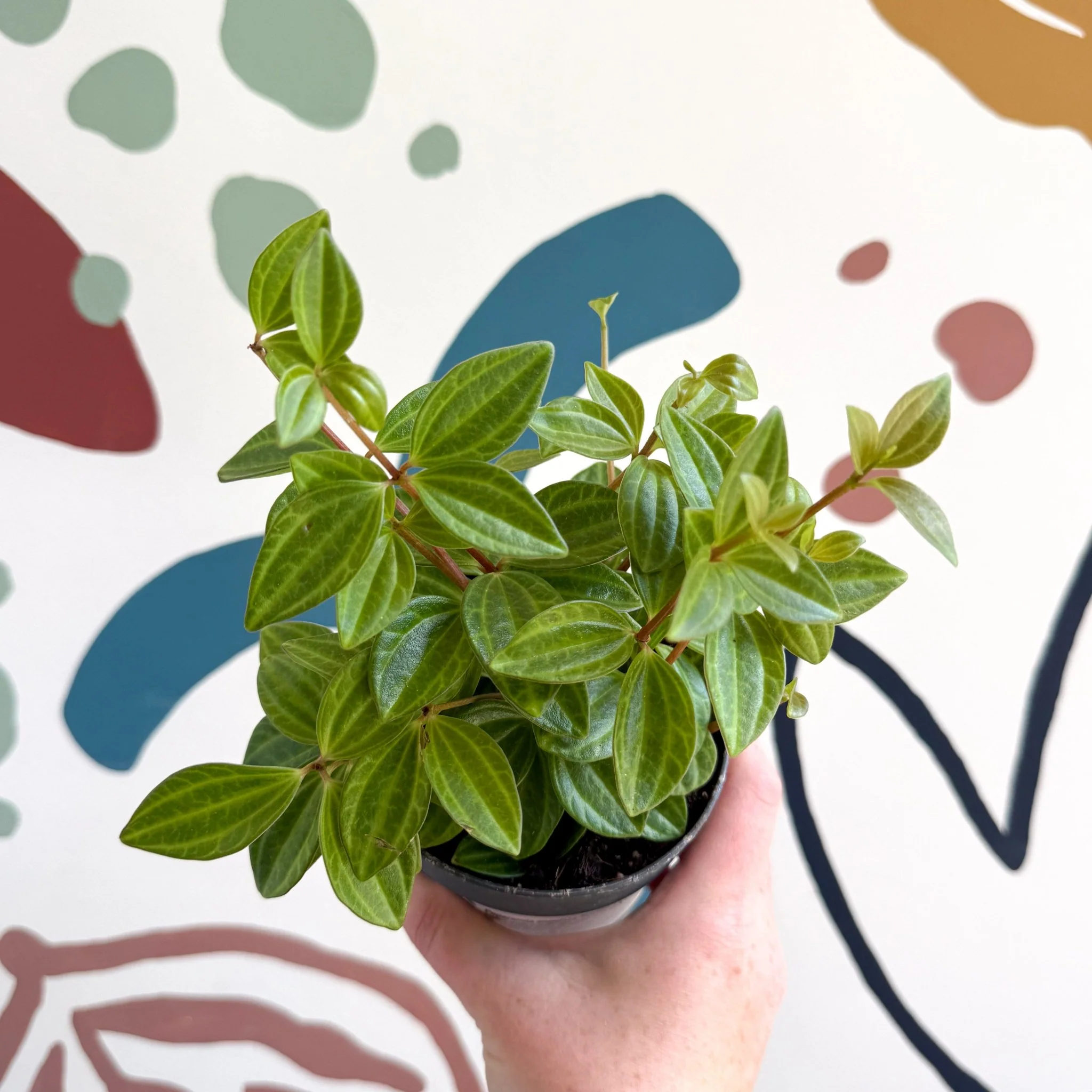 Peperomia angulata 'Rocca Vivace' - Image 4