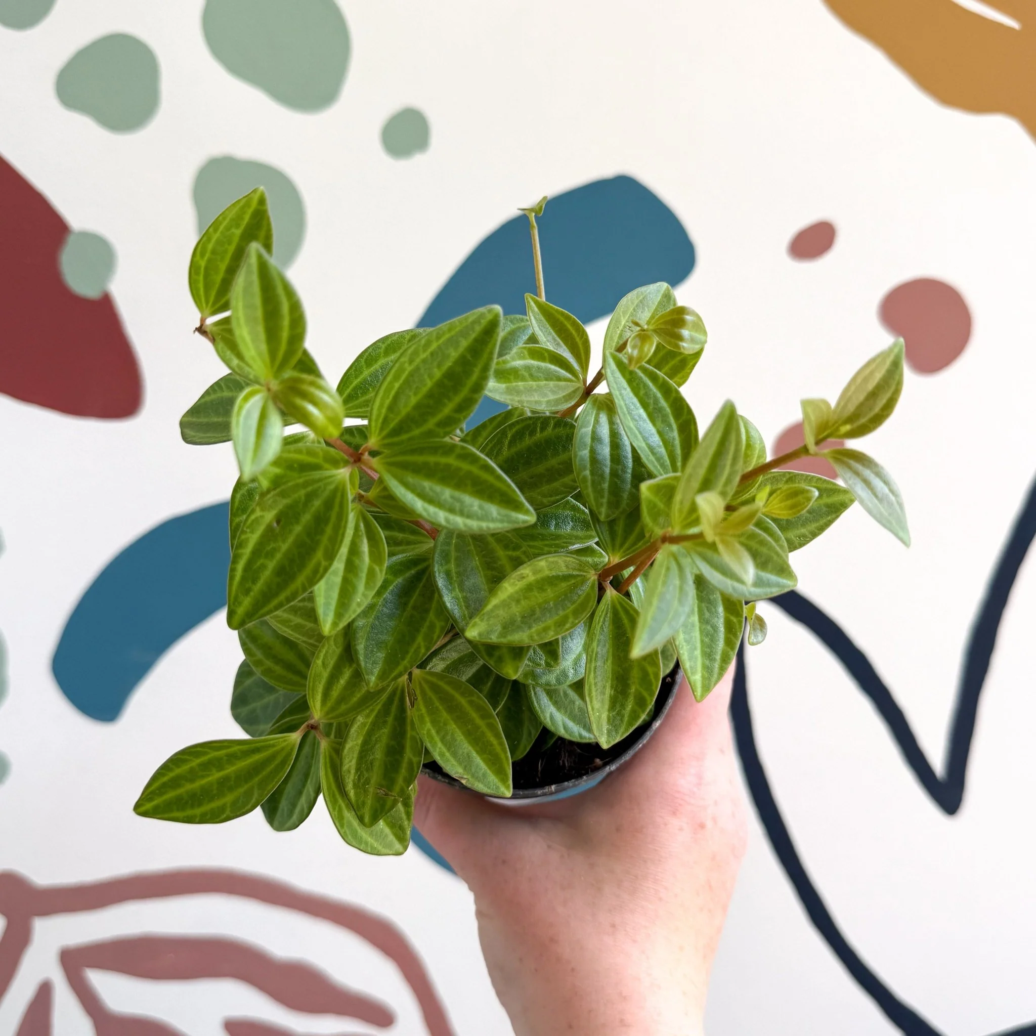 Peperomia angulata 'Rocca Vivace' - Image 5