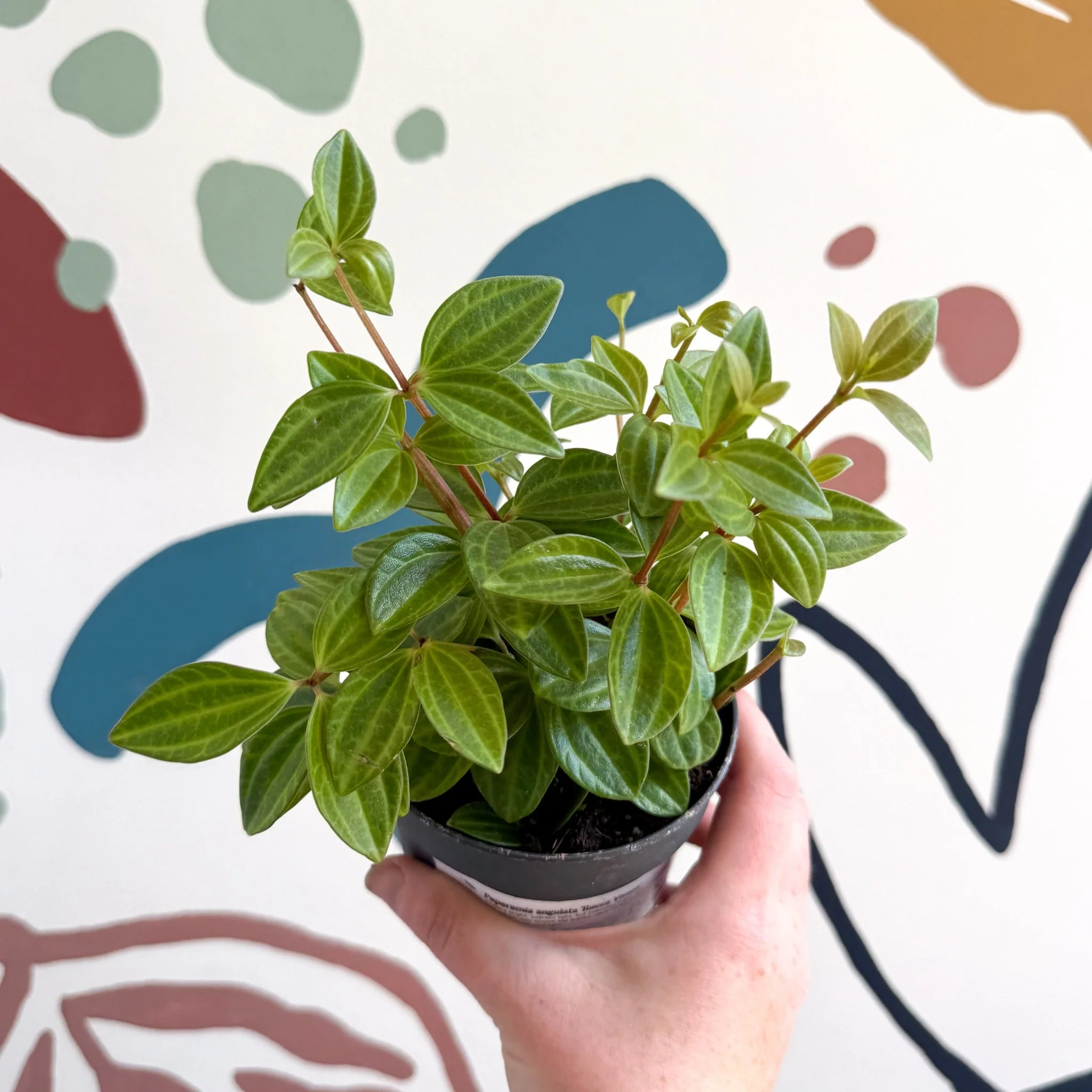Peperomia angulata 'Rocca Vivace' - Image 6