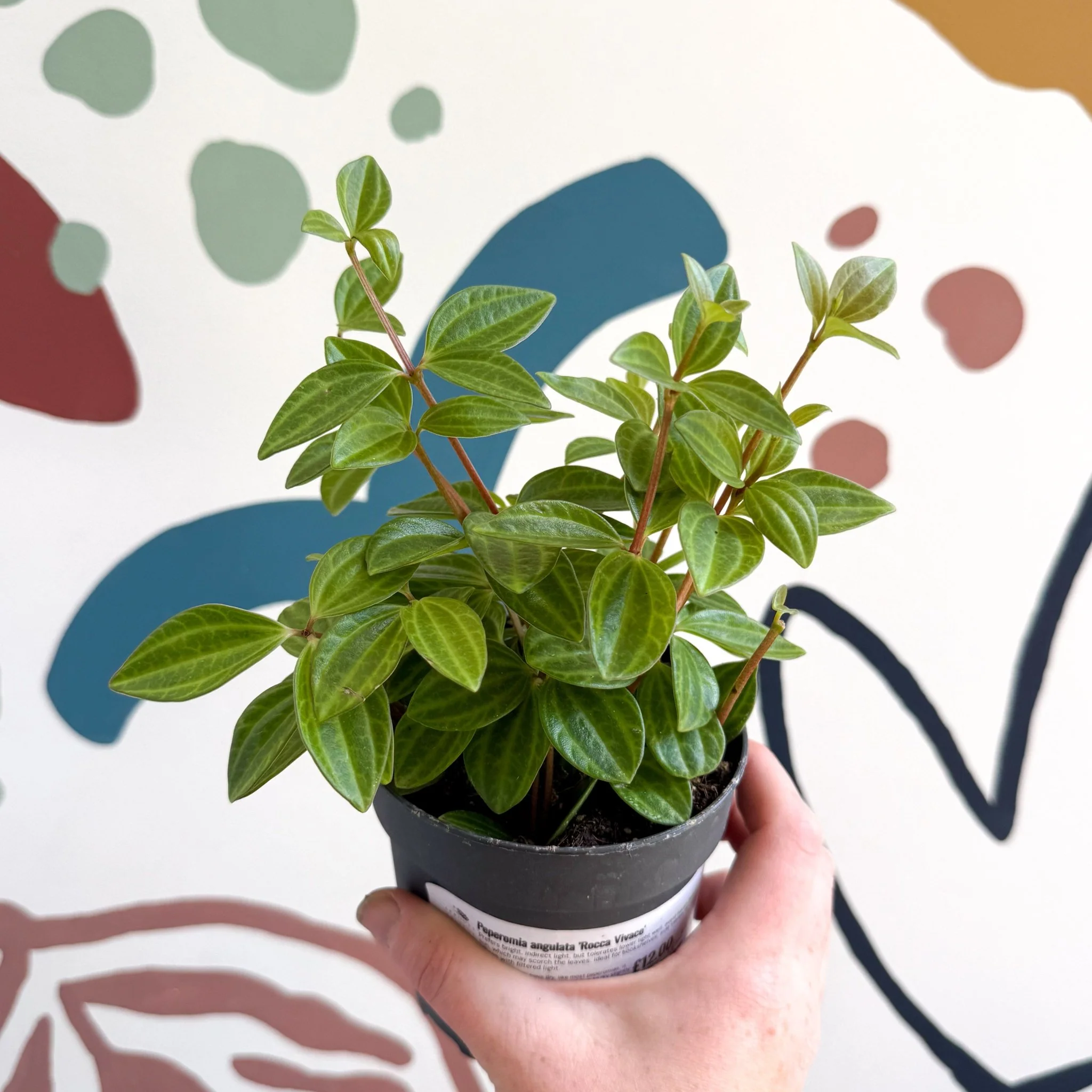 Peperomia angulata 'Rocca Vivace' - Image 7