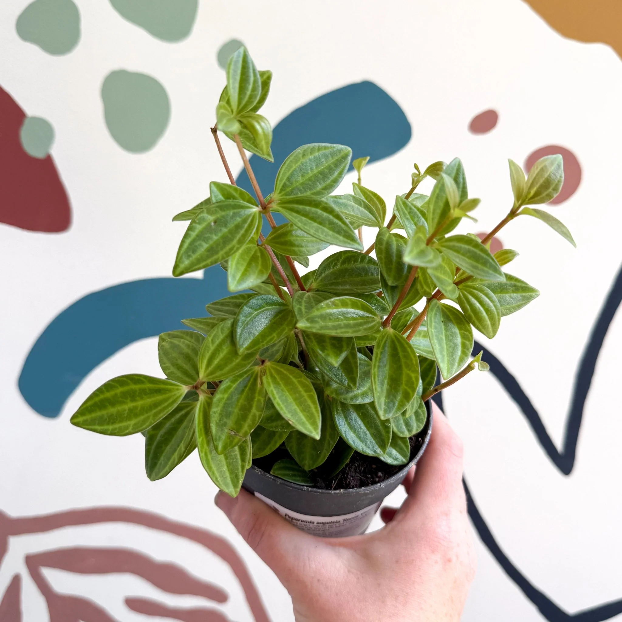 Peperomia angulata 'Rocca Vivace' - Image 8
