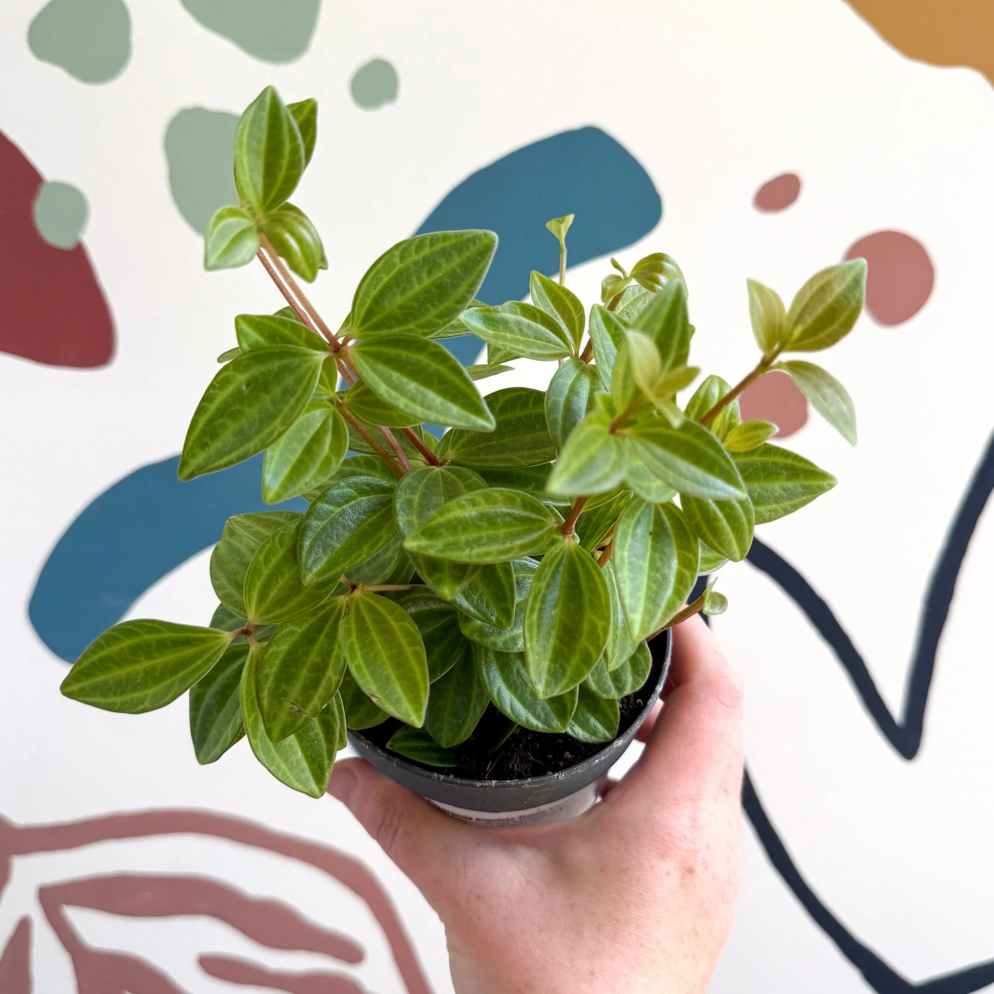 Peperomia angulata 'Rocca Vivace' - Image 9
