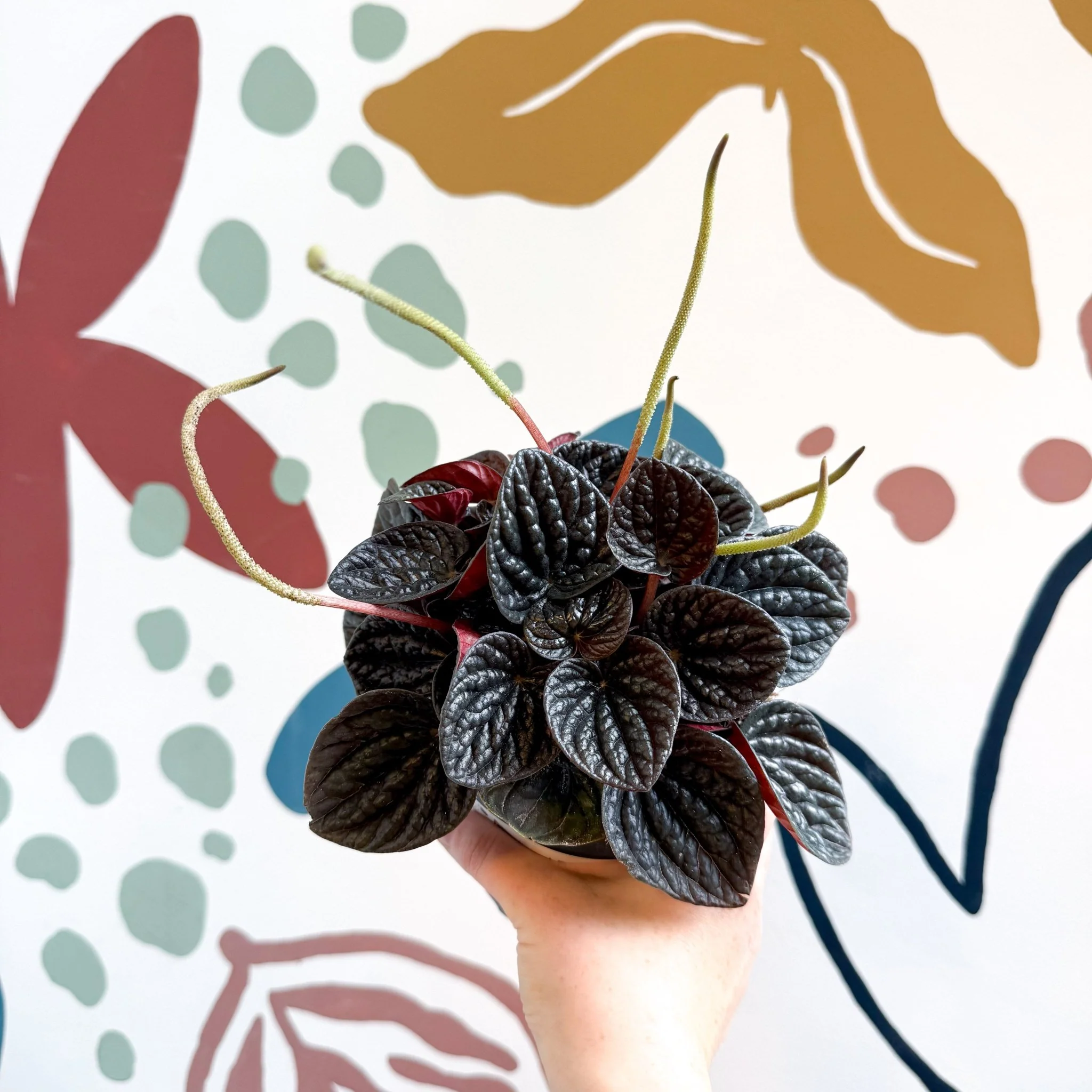 Peperomia caperata 'Chocolat' - Radiator Plant