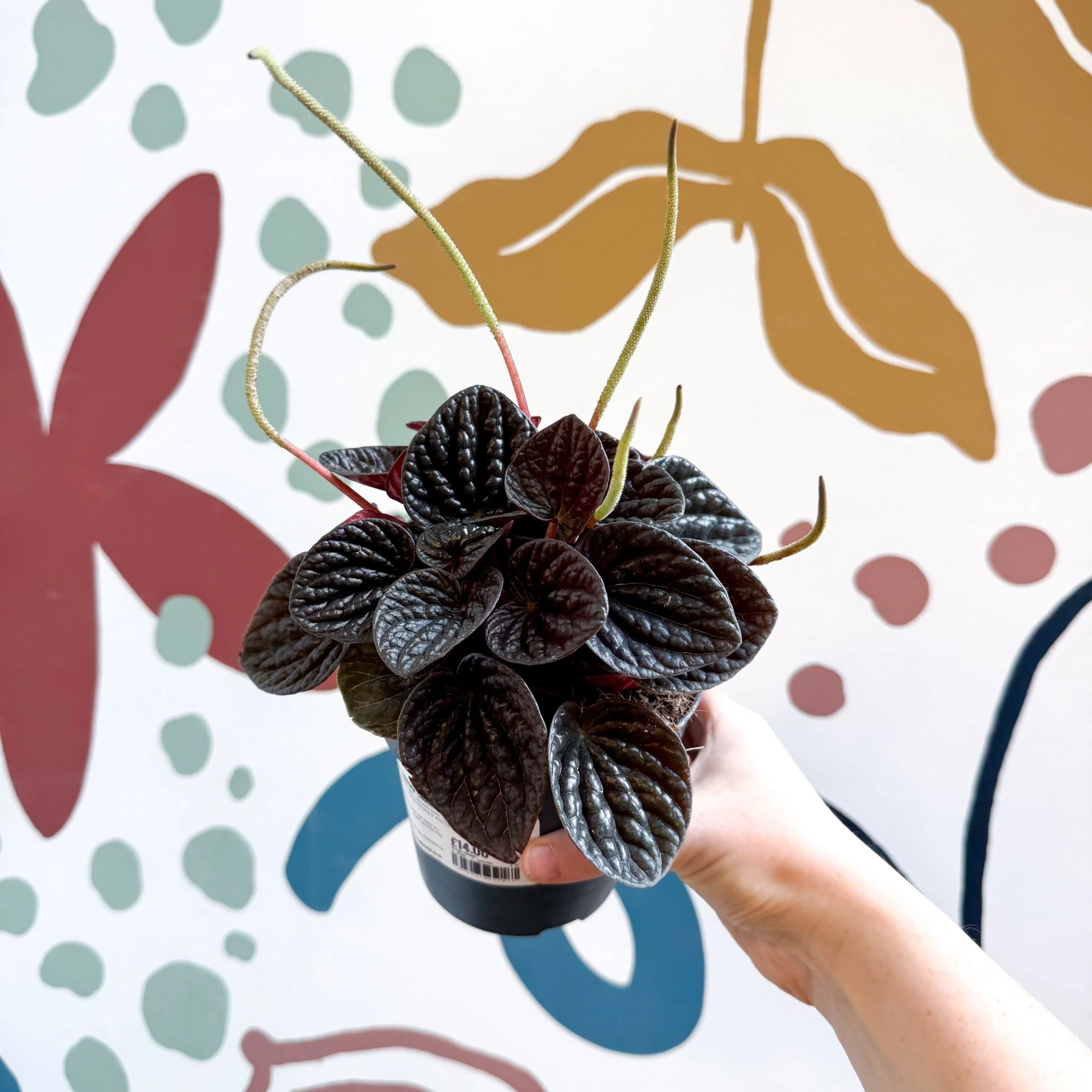 Peperomia caperata 'Chocolat' - Radiator Plant - Image 10