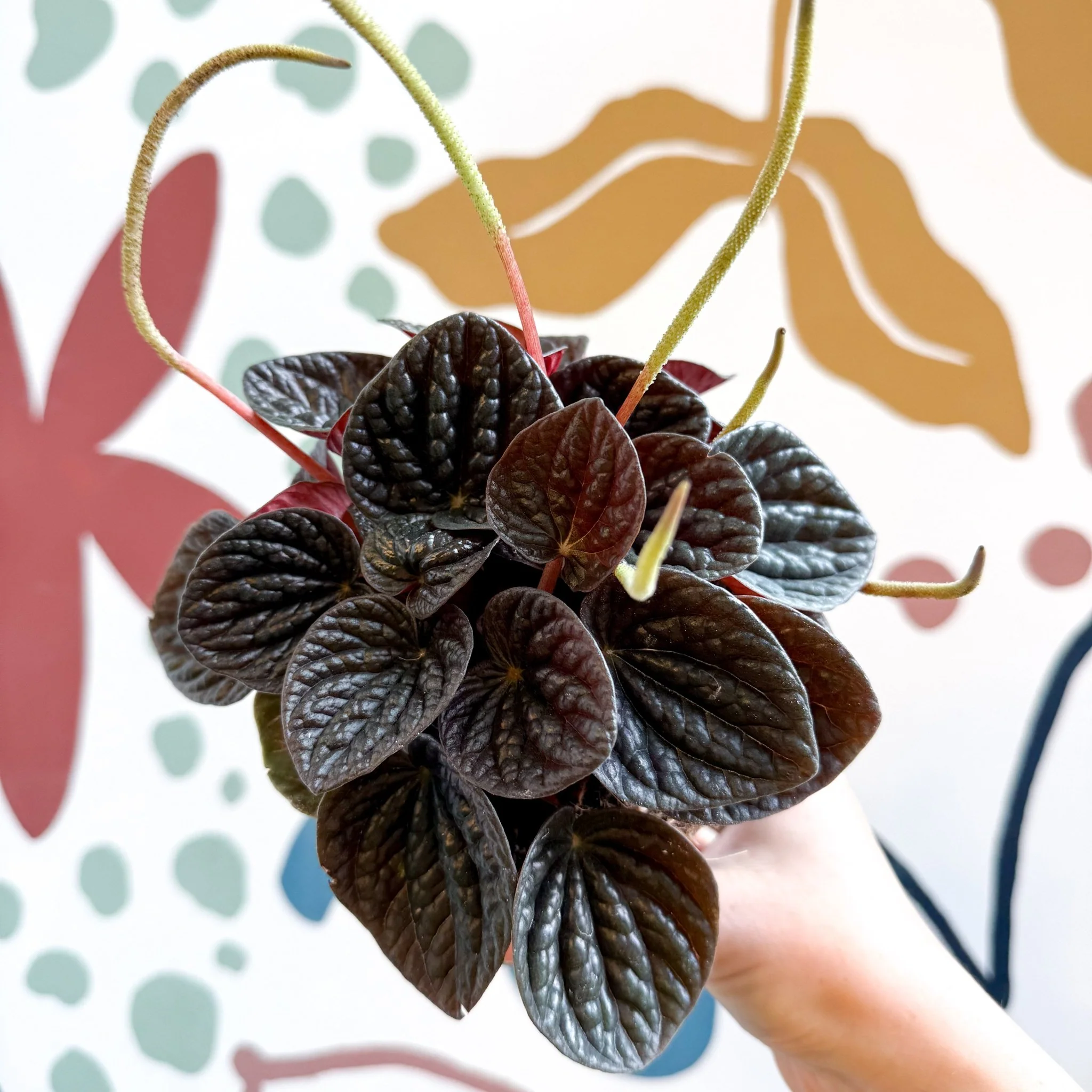 Peperomia caperata 'Chocolat' - Radiator Plant - Image 11