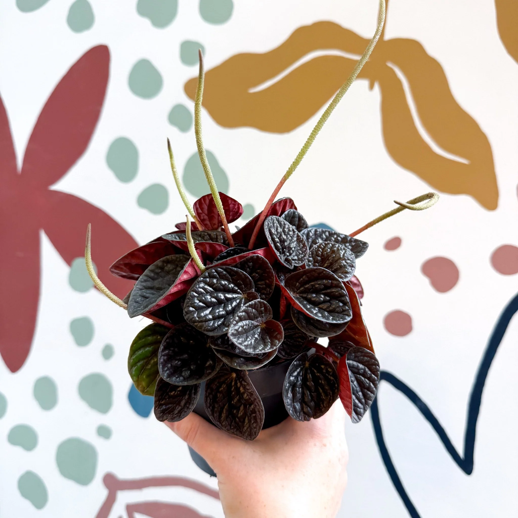 Peperomia caperata 'Chocolat' - Radiator Plant - Image 12