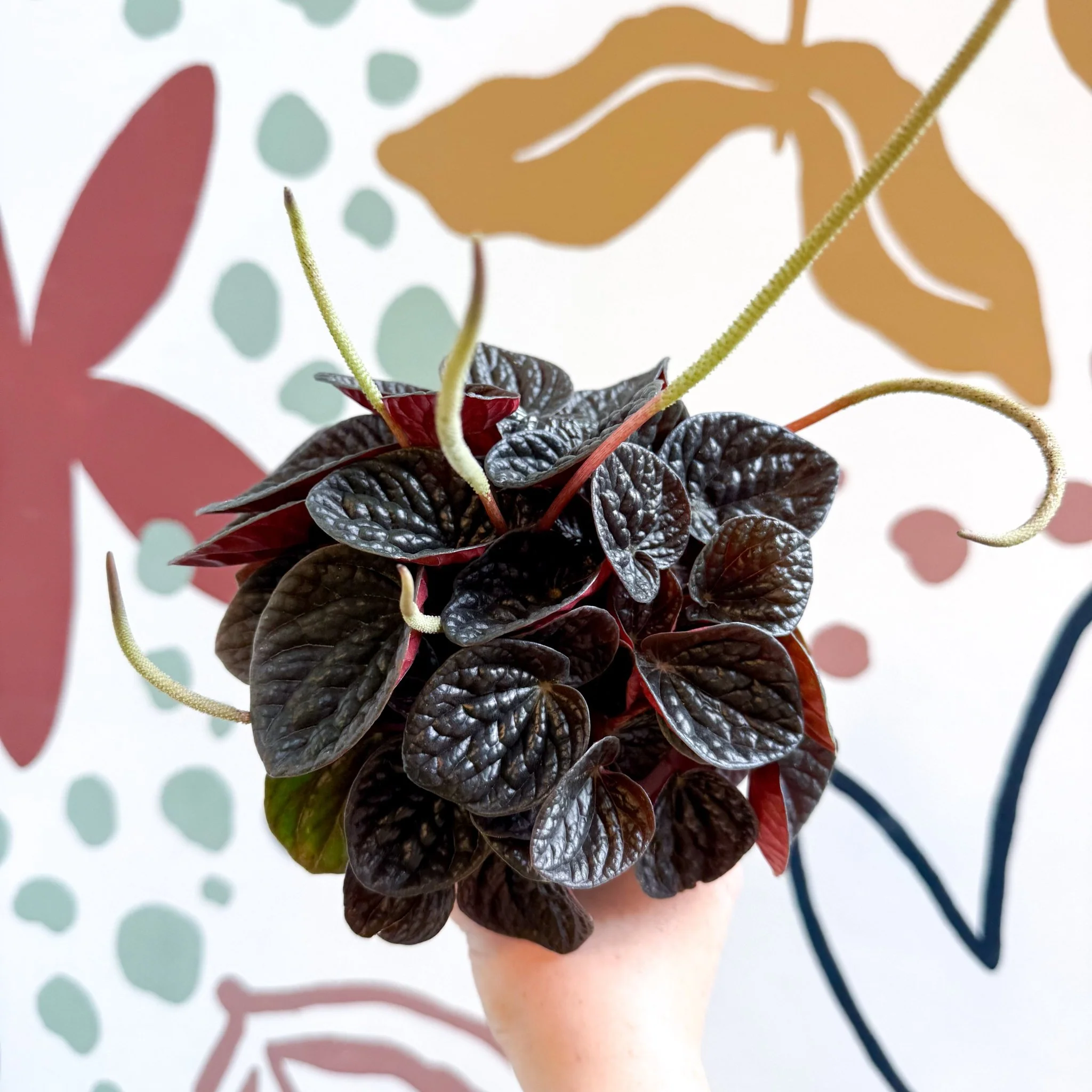 Peperomia caperata 'Chocolat' - Radiator Plant - Image 13
