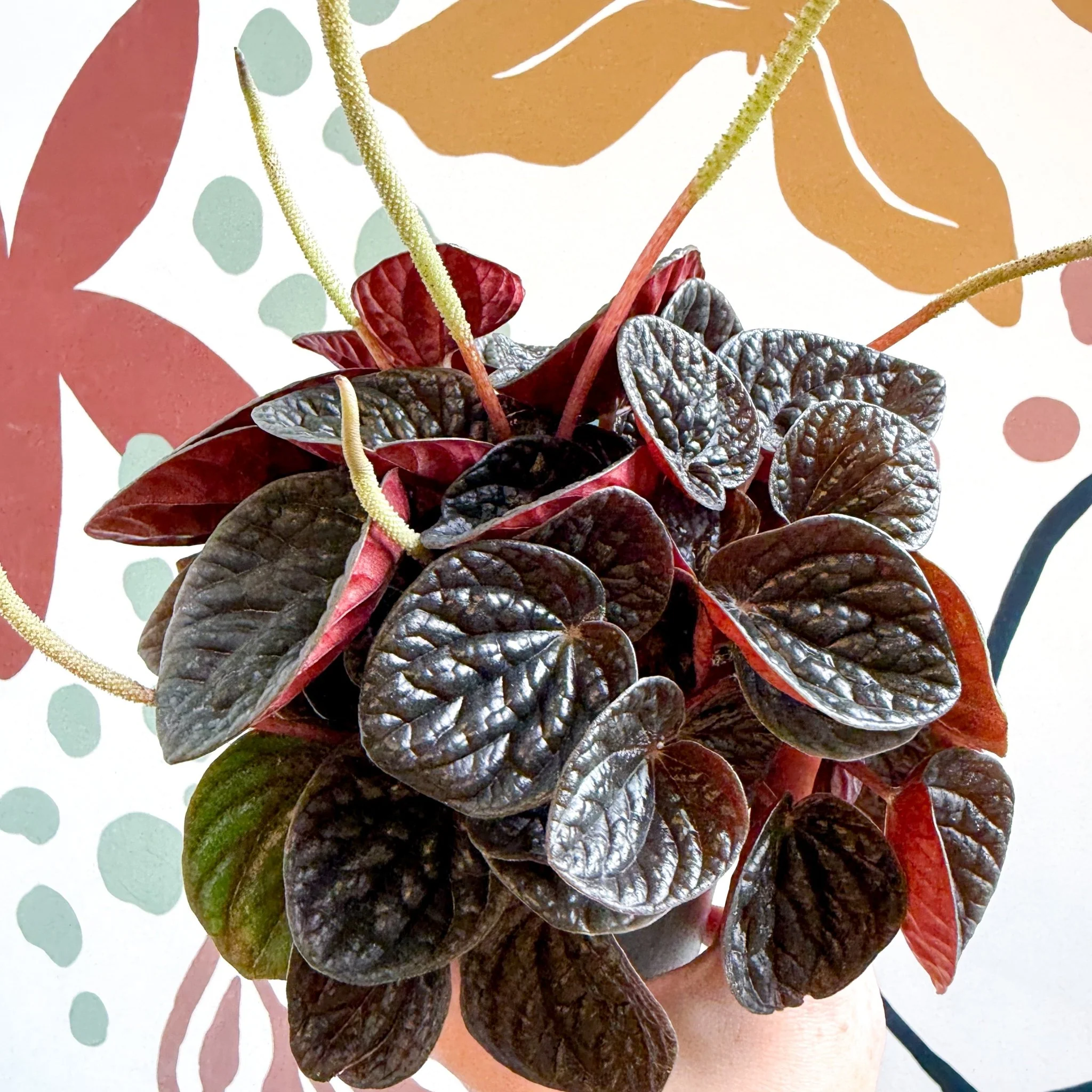 Peperomia caperata 'Chocolat' - Radiator Plant - Image 14