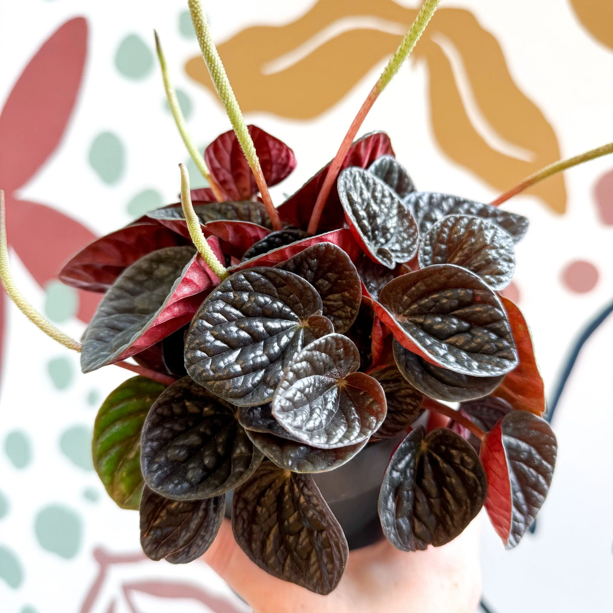 Peperomia caperata 'Chocolat' - Radiator Plant - Image 15