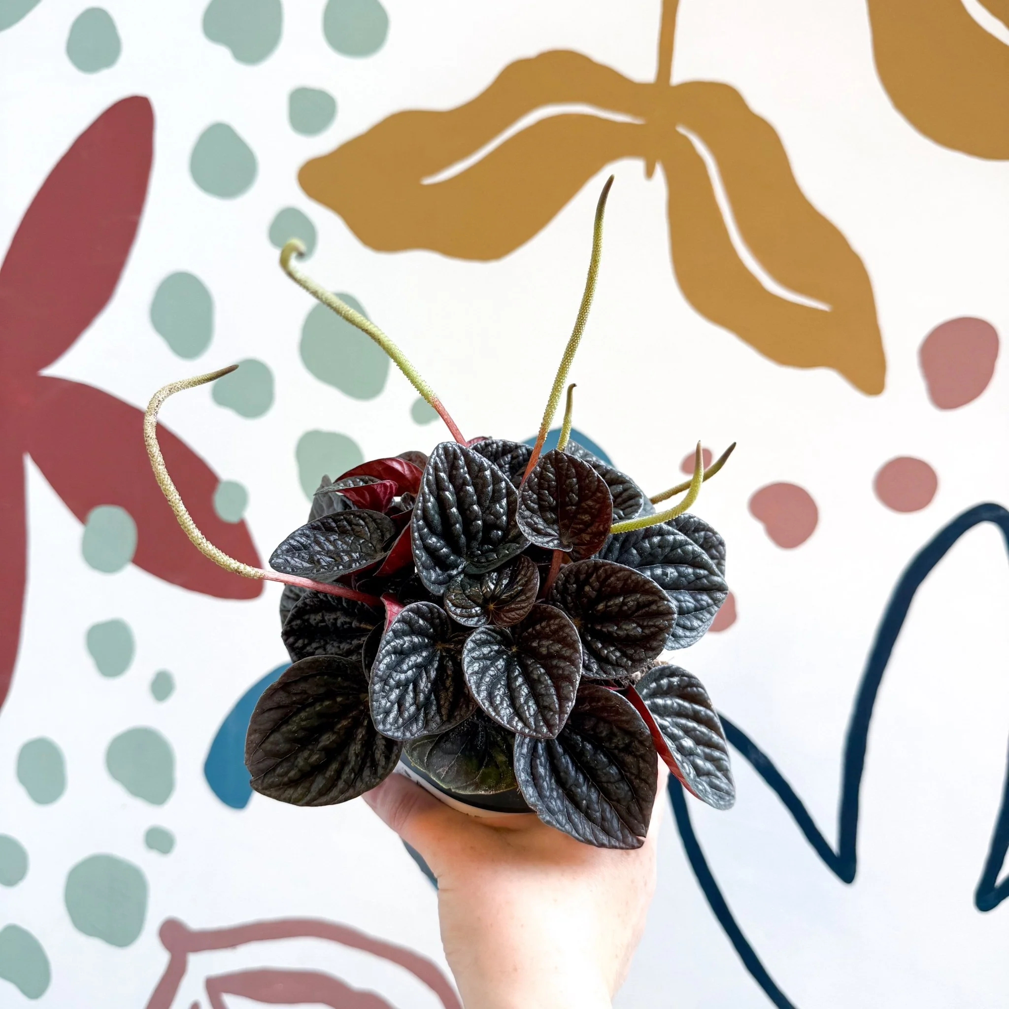 Peperomia caperata 'Chocolat' - Radiator Plant - Image 2