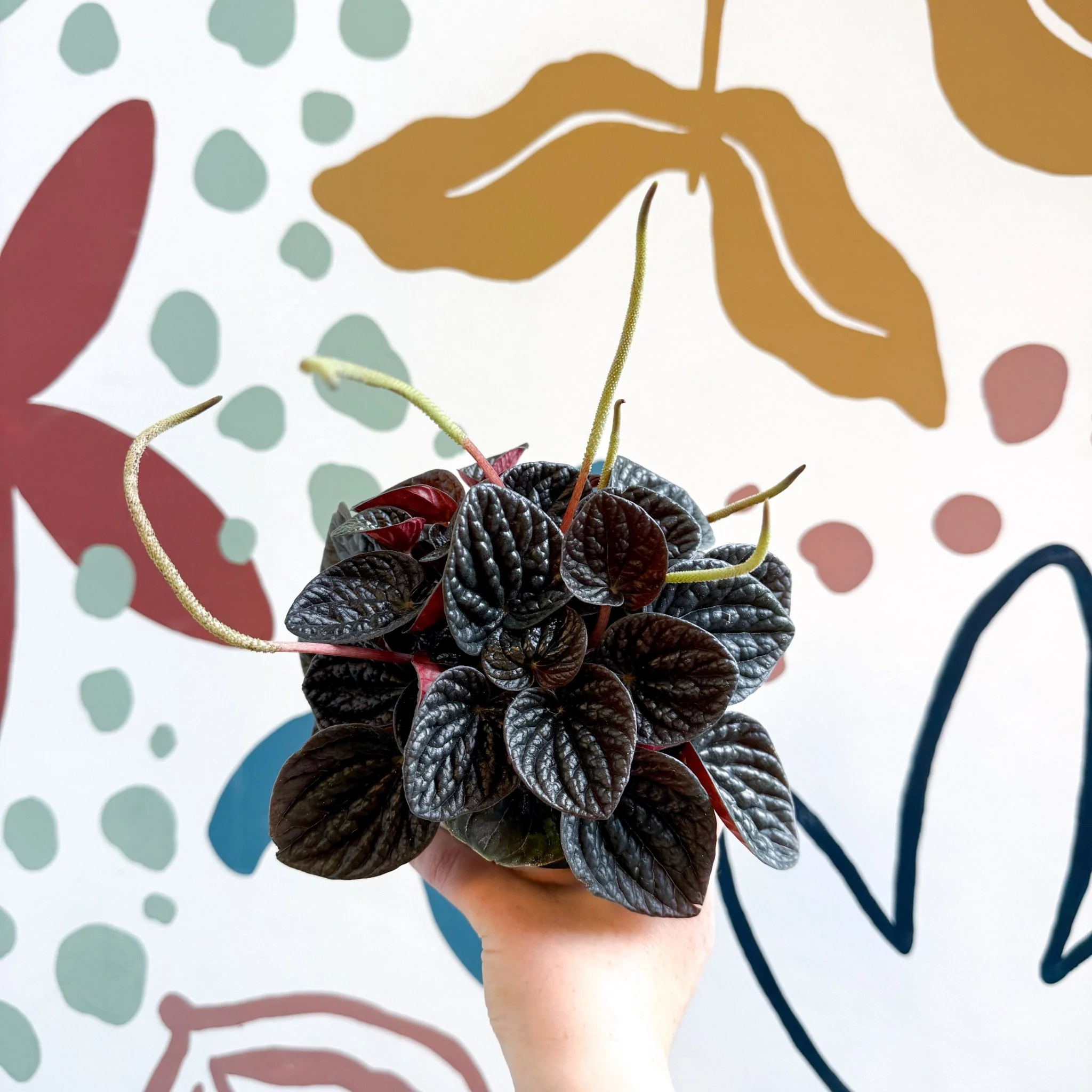 Peperomia caperata 'Chocolat' - Radiator Plant - Image 3