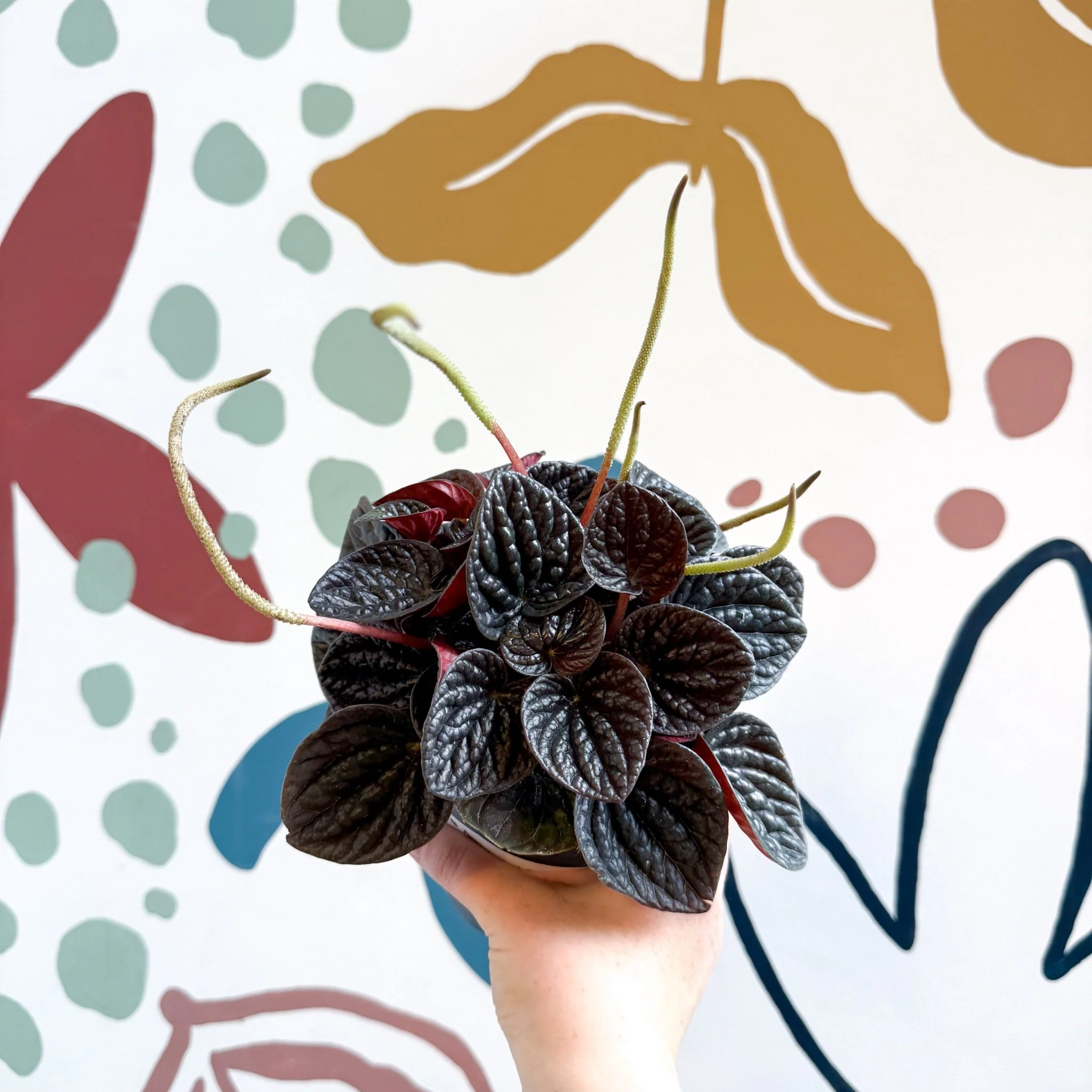 Peperomia caperata 'Chocolat' - Radiator Plant - Image 4