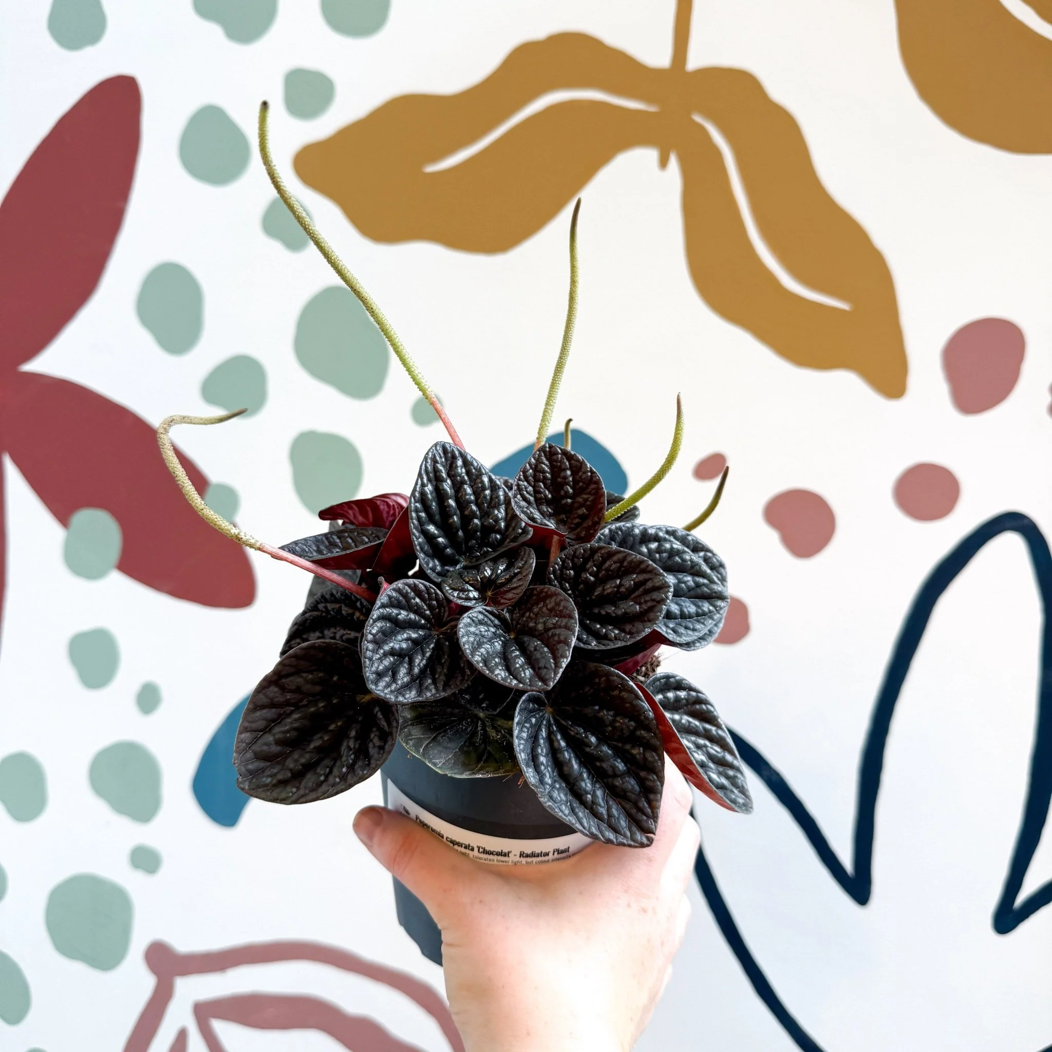 Peperomia caperata 'Chocolat' - Radiator Plant - Image 5