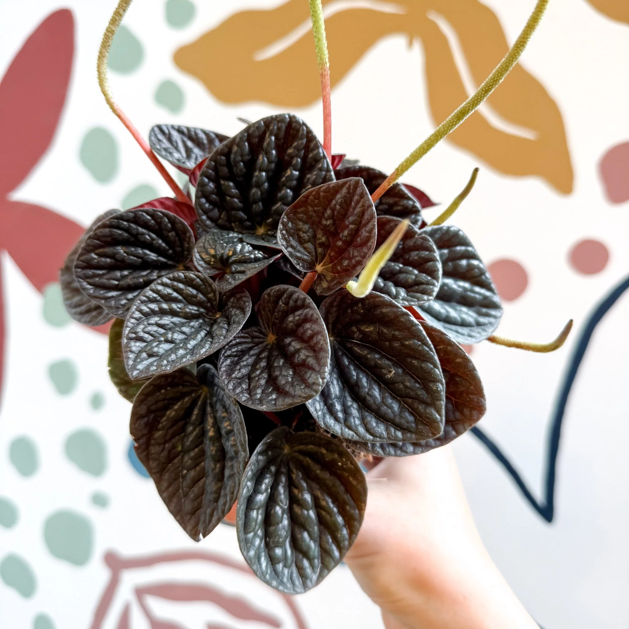 Peperomia caperata 'Chocolat' - Radiator Plant - Image 6