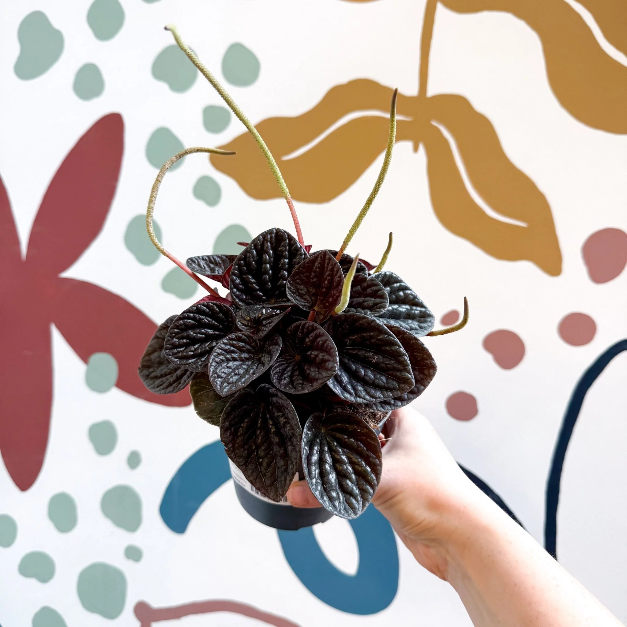 Peperomia caperata 'Chocolat' - Radiator Plant - Image 7
