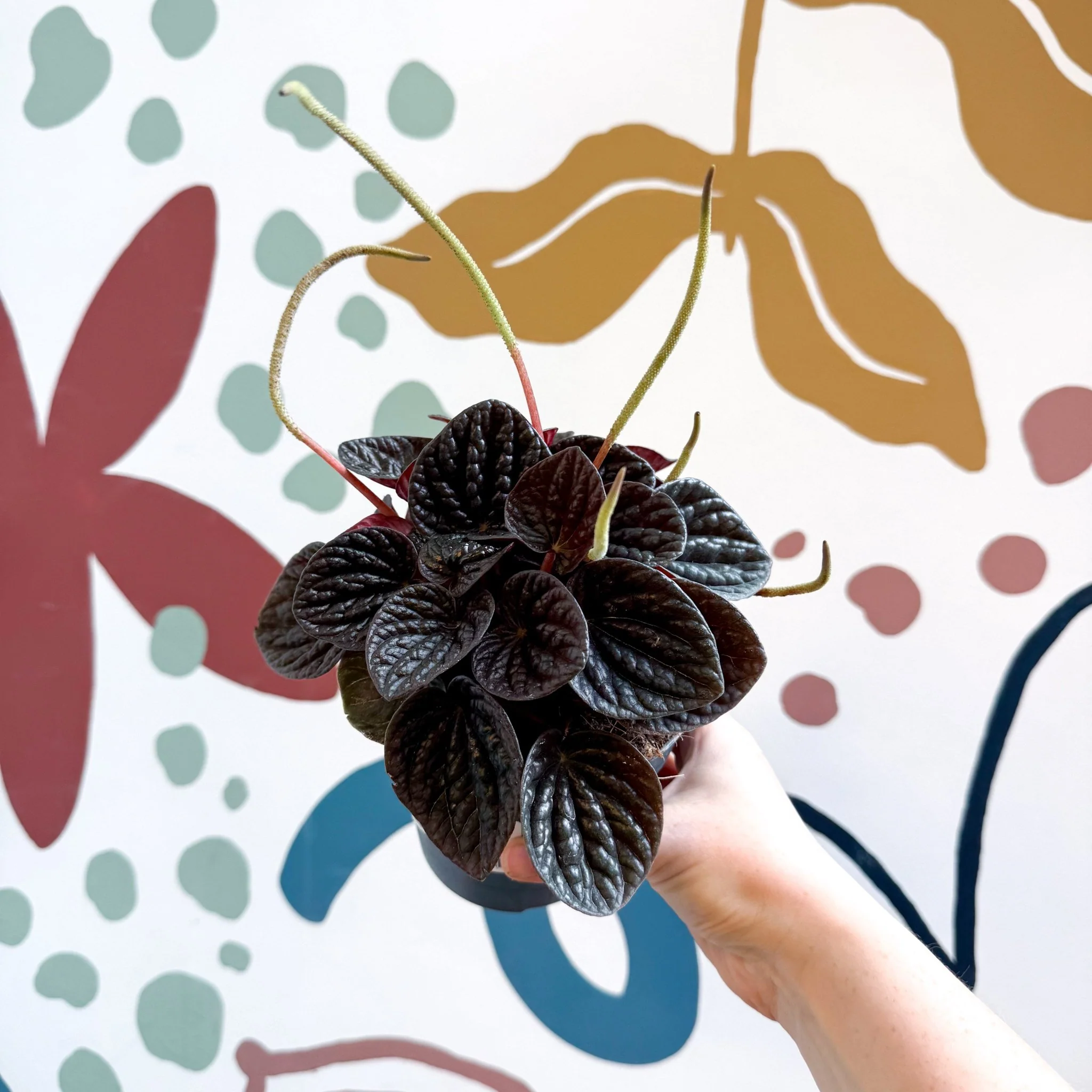 Peperomia caperata 'Chocolat' - Radiator Plant - Image 8