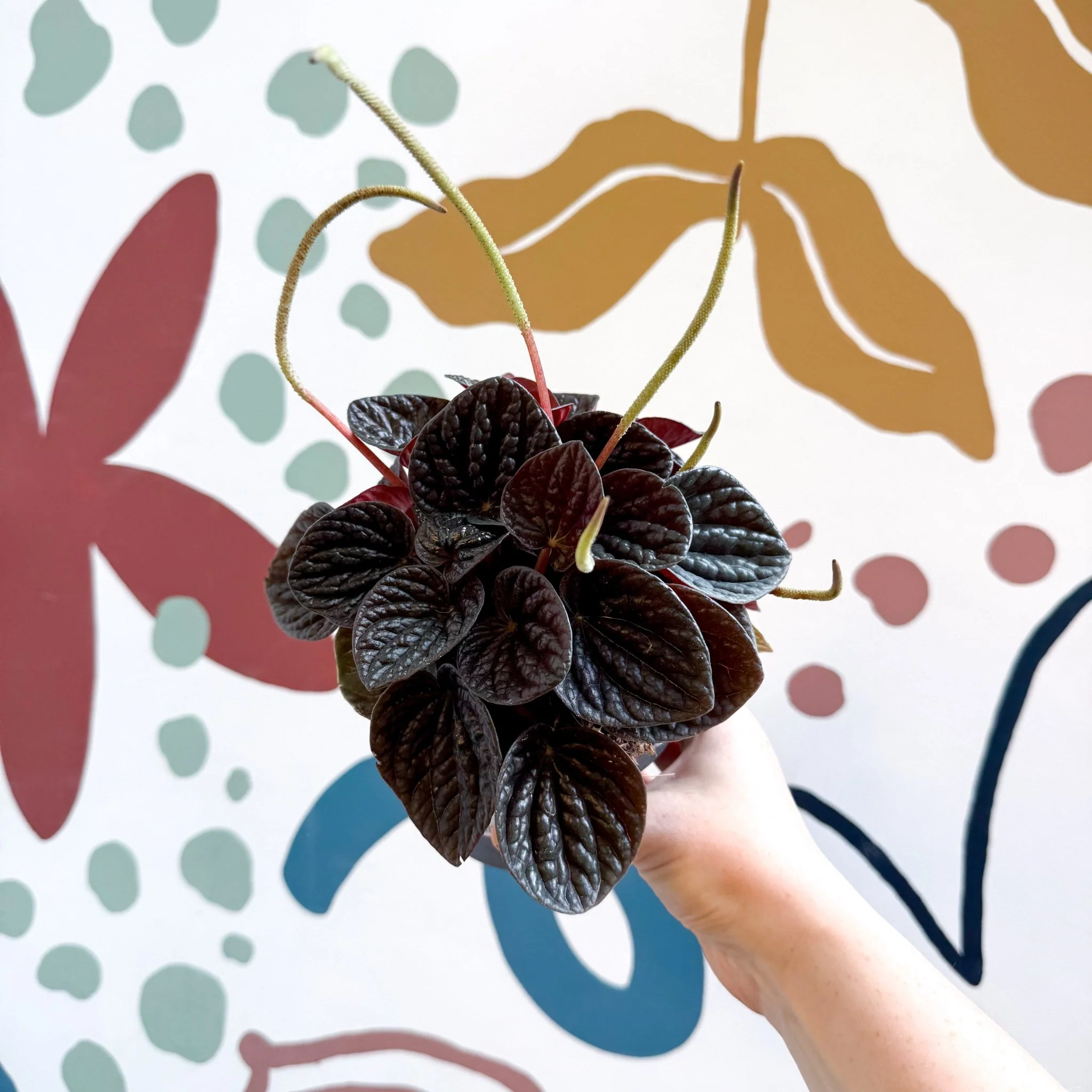 Peperomia caperata 'Chocolat' - Radiator Plant - Image 9