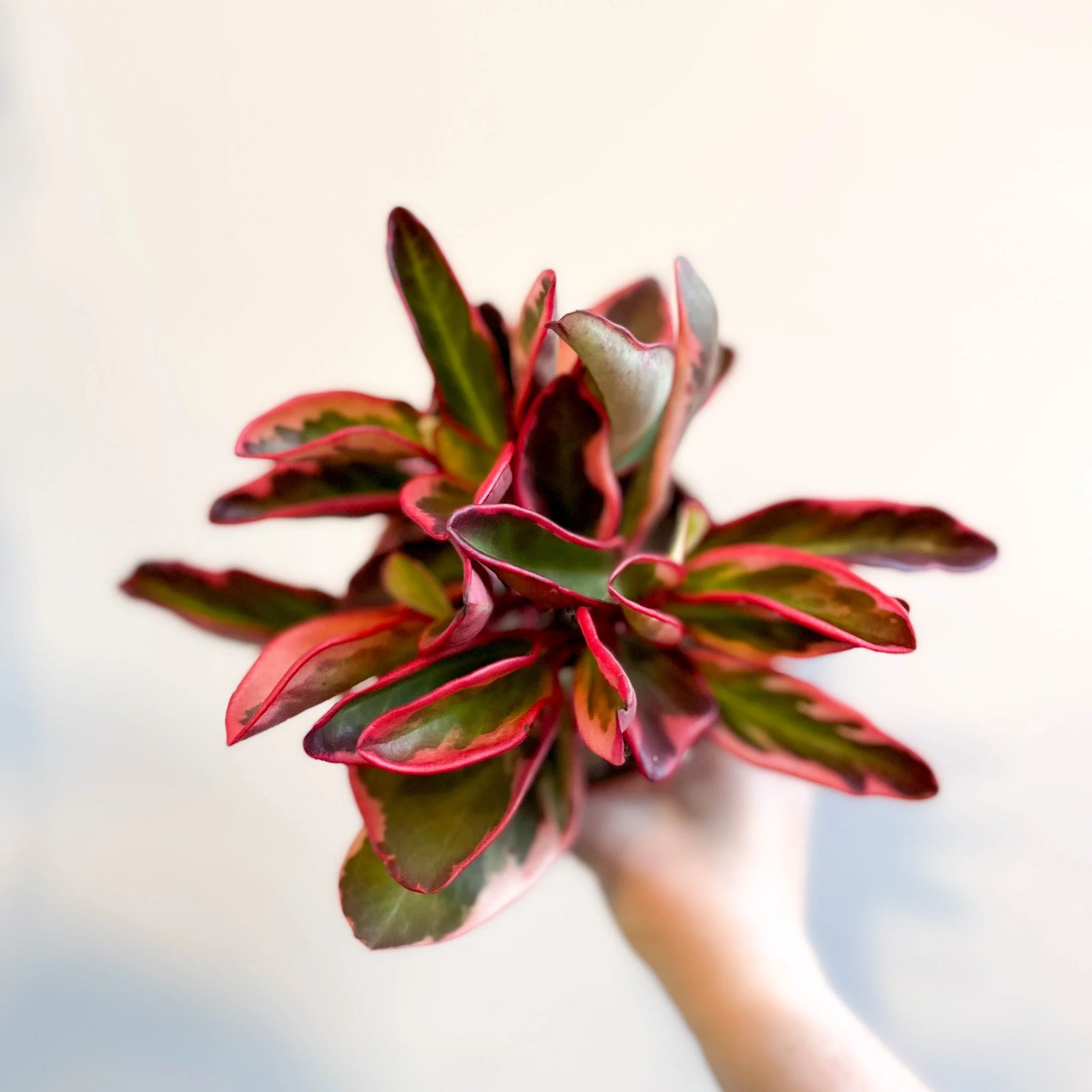 Peperomia clusiifolia 'Jellie'