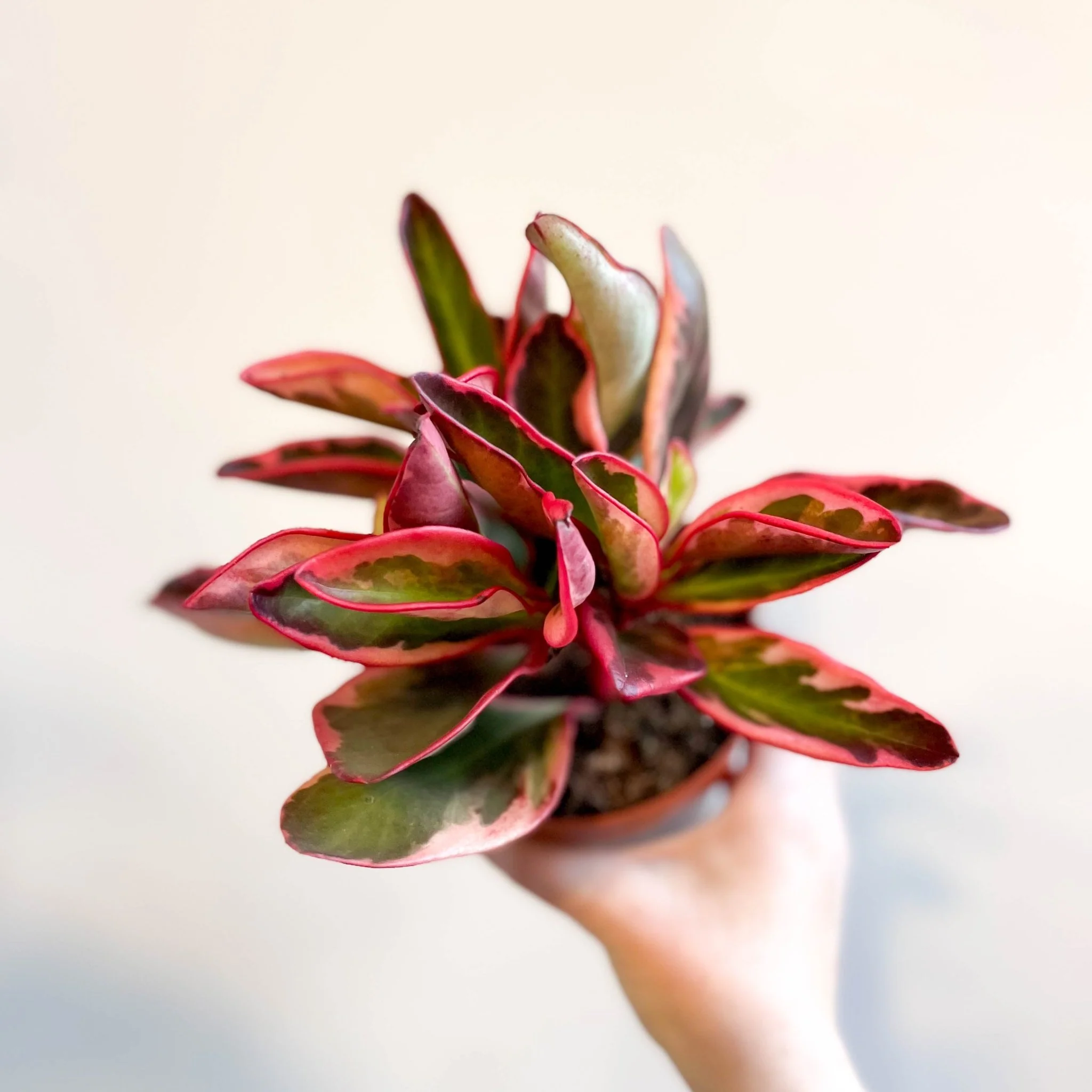 Peperomia clusiifolia 'Jellie' - Image 2