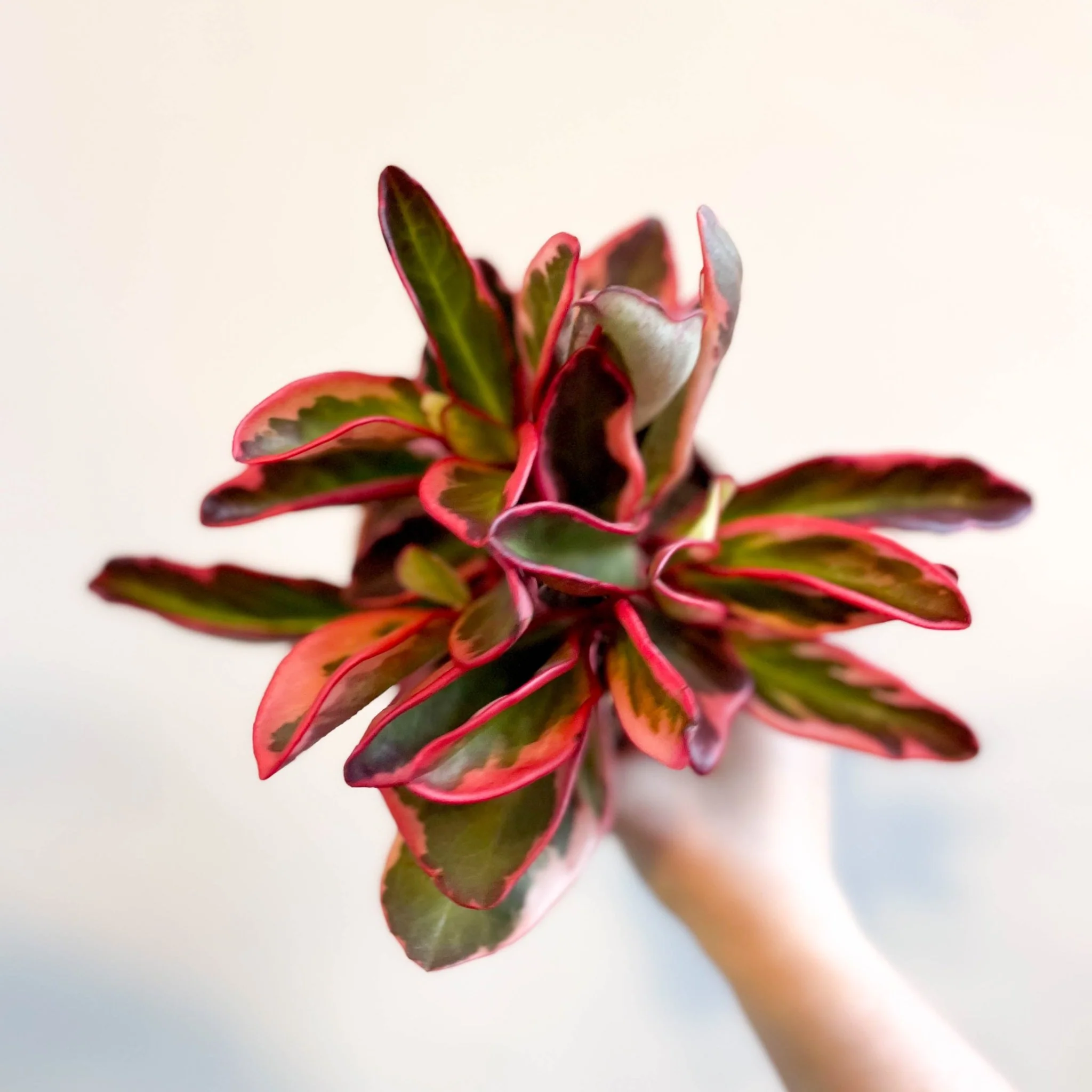 Peperomia clusiifolia 'Jellie' - Image 3