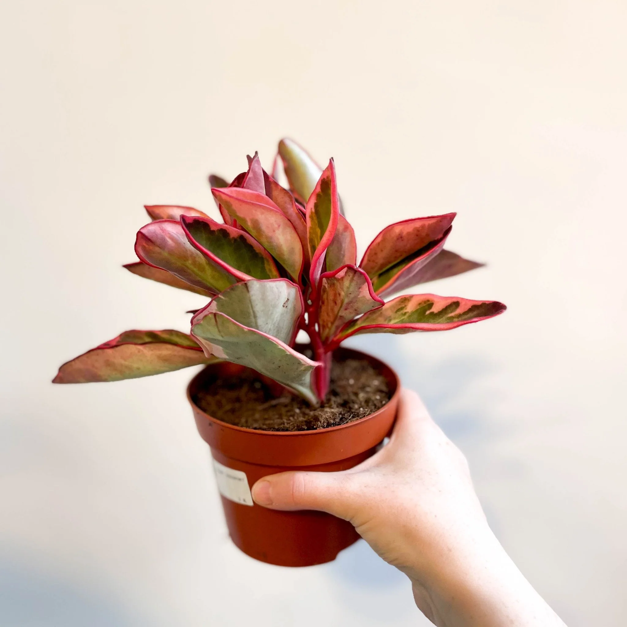 Peperomia clusiifolia 'Jellie' - Image 4