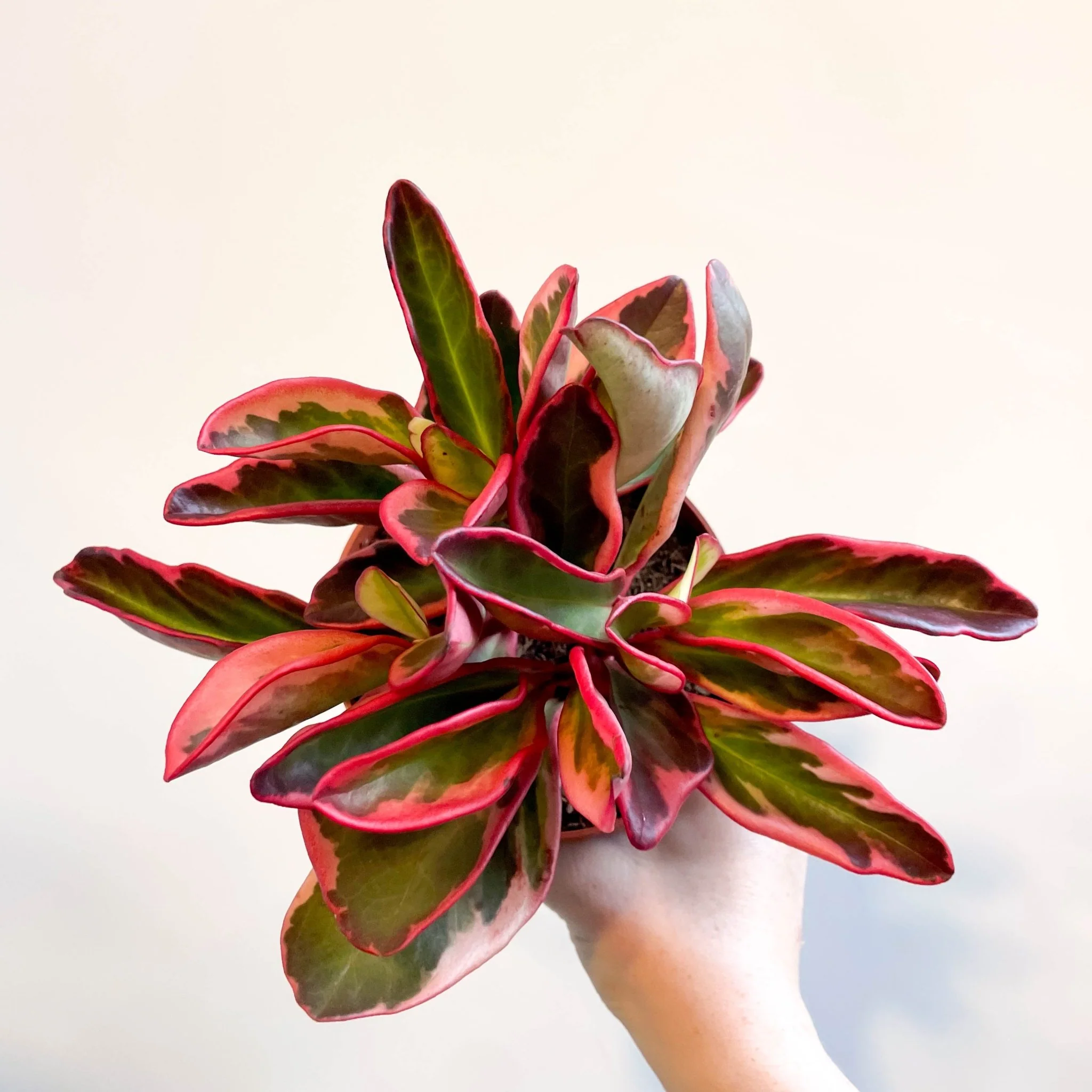 Peperomia clusiifolia 'Jellie' - Image 5