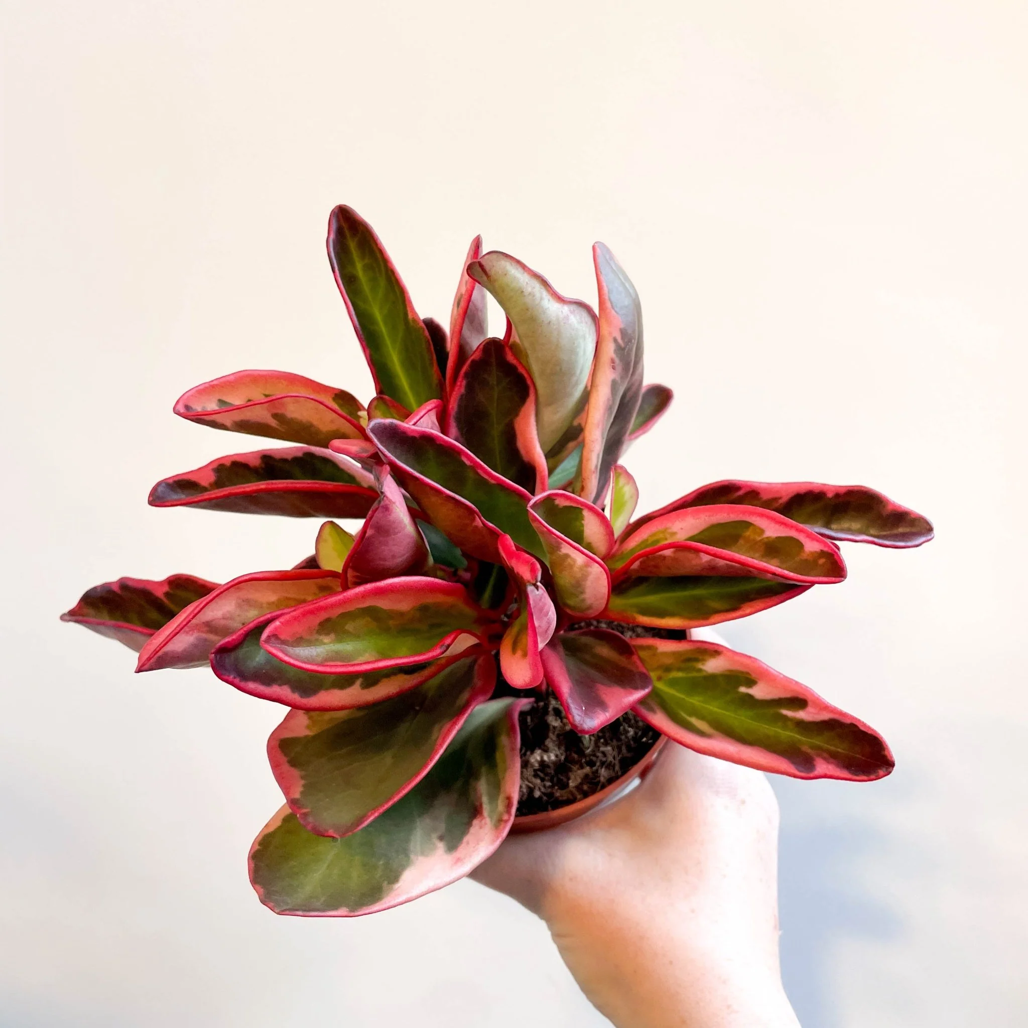 Peperomia clusiifolia 'Jellie' - Image 6
