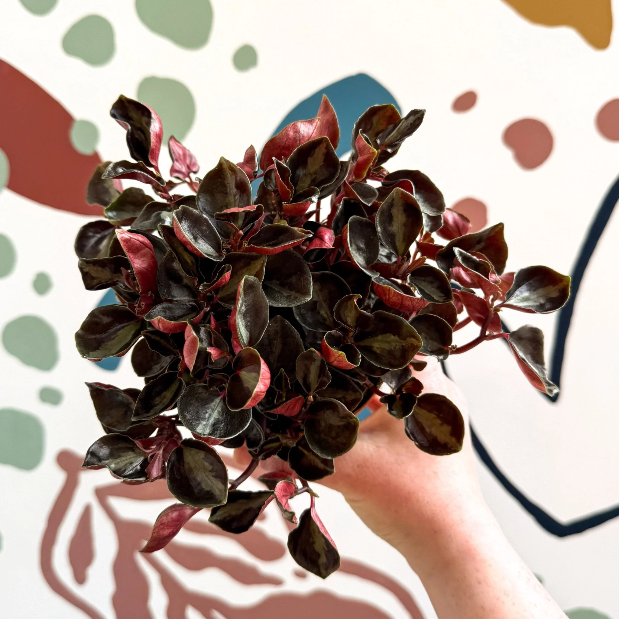 Peperomia columbiana ‘Metallica’