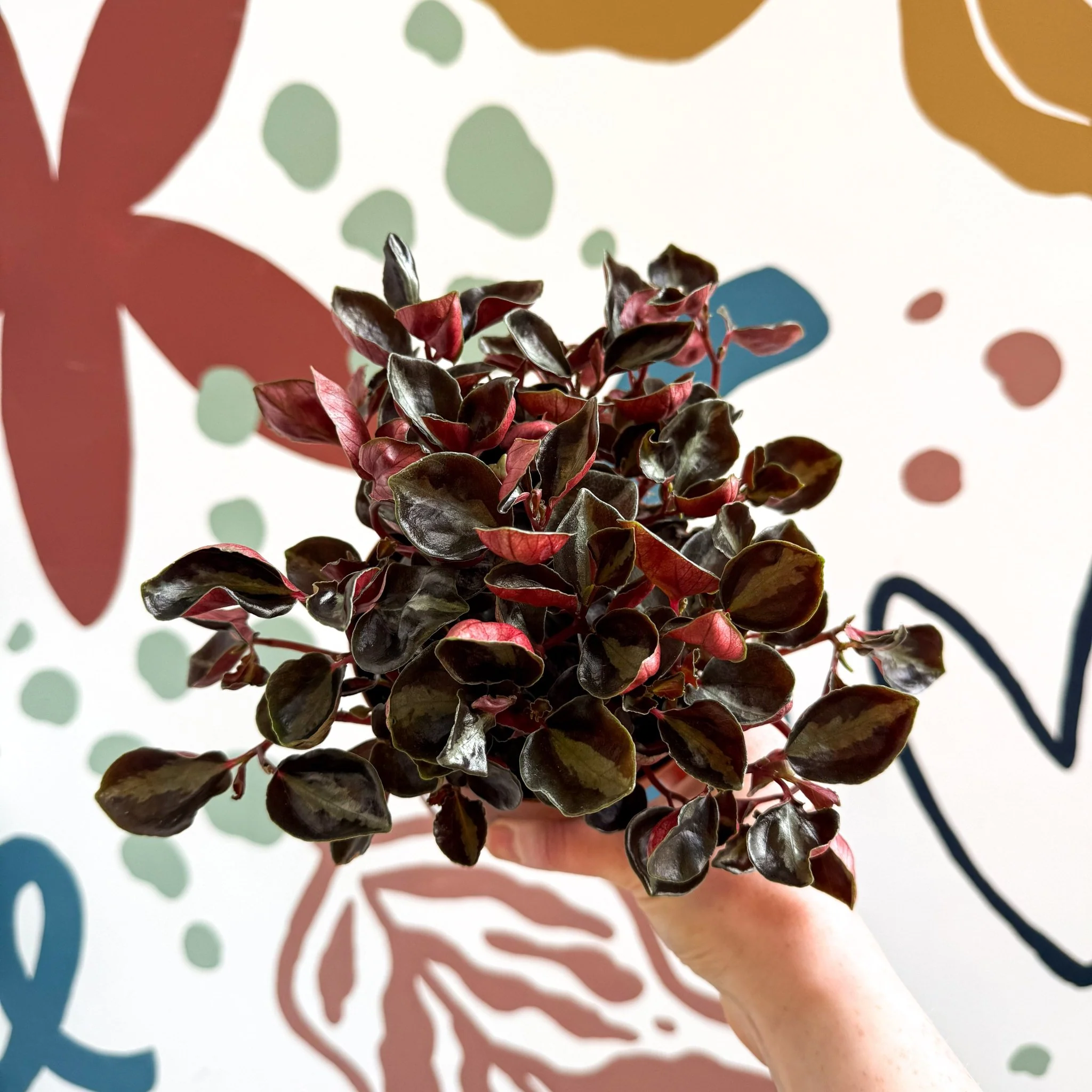 Peperomia columbiana ‘Metallica’ - Image 10