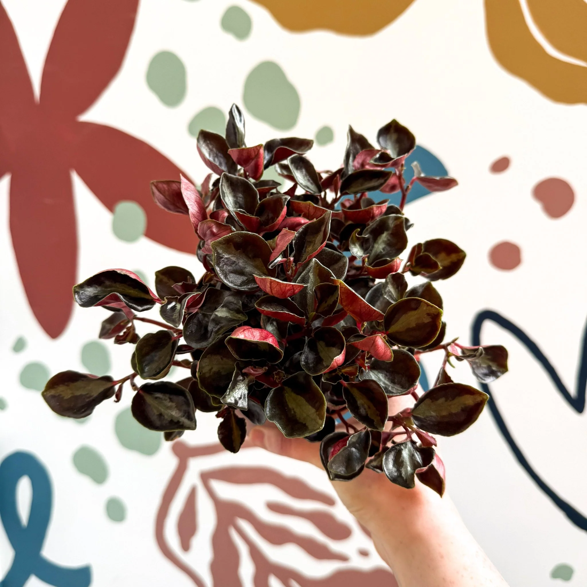 Peperomia columbiana ‘Metallica’ - Image 11