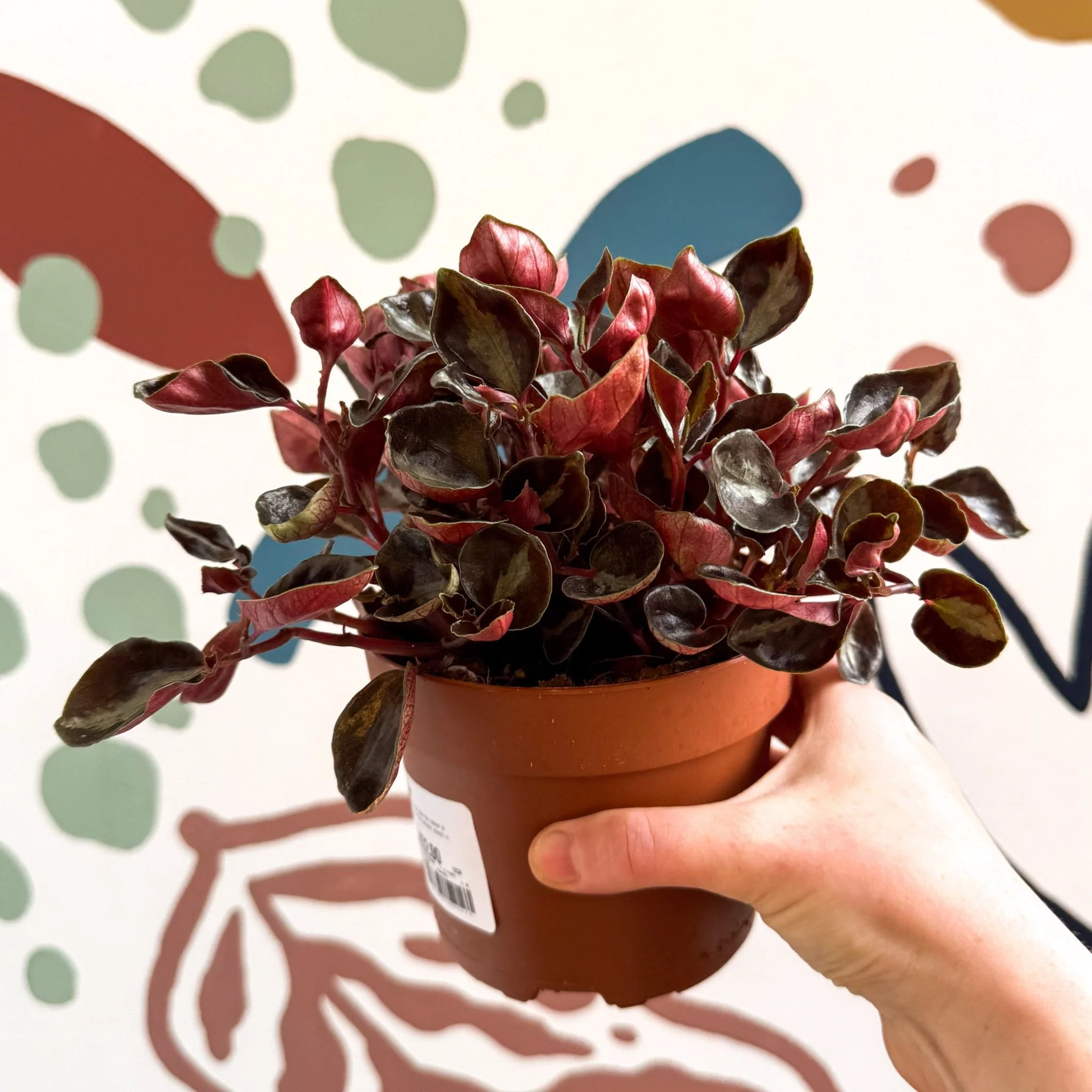 Peperomia columbiana ‘Metallica’ - Image 2