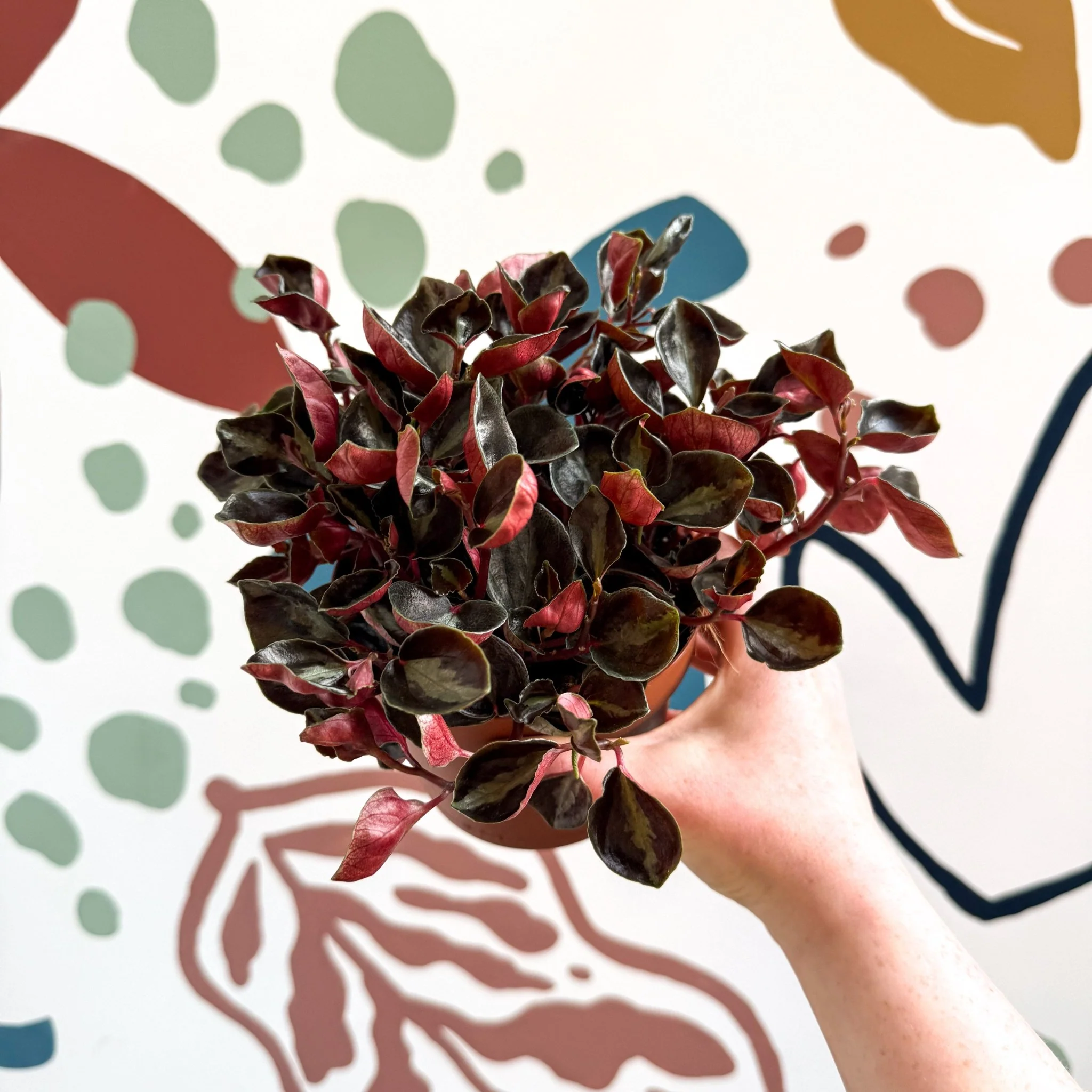 Peperomia columbiana ‘Metallica’ - Image 3