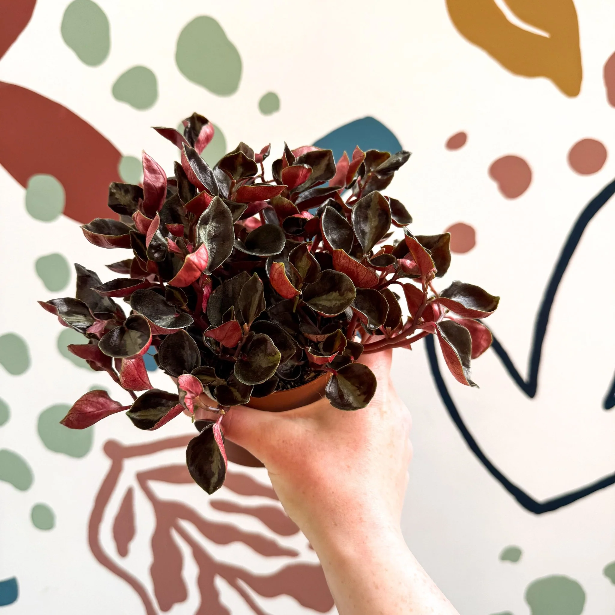 Peperomia columbiana ‘Metallica’ - Image 5