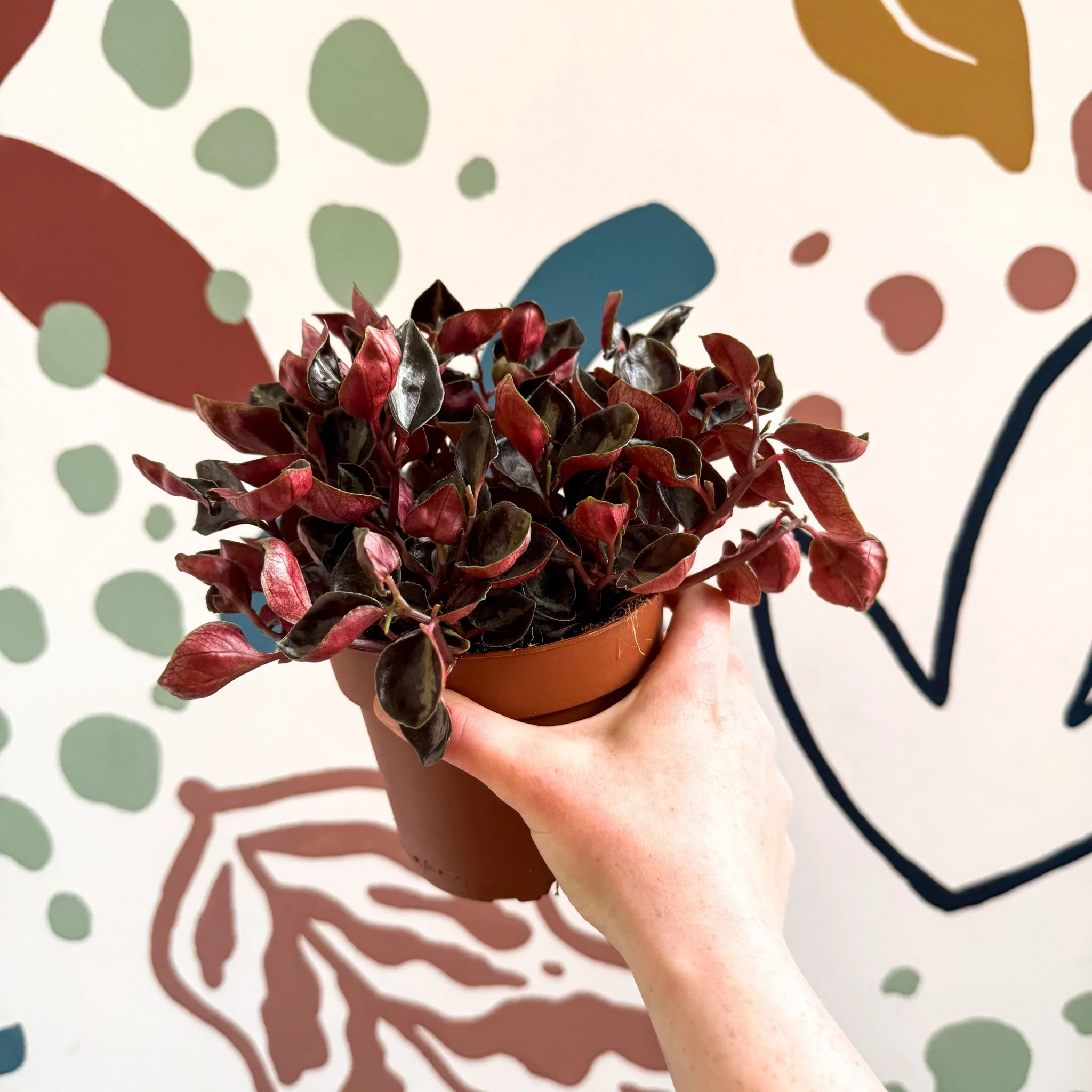 Peperomia columbiana ‘Metallica’ - Image 6