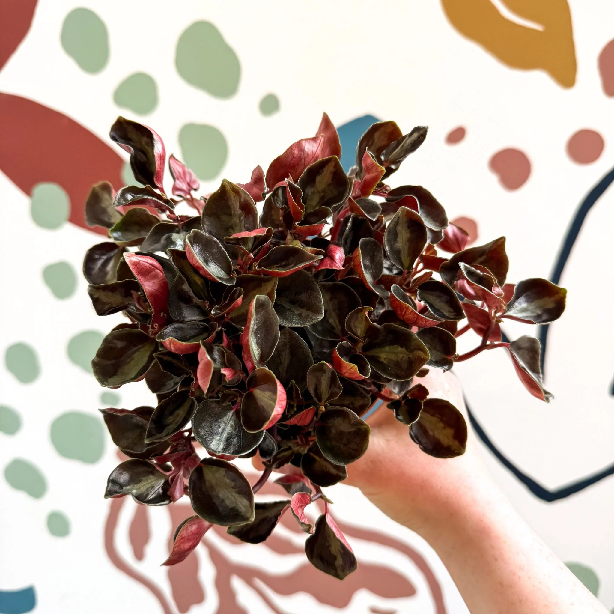 Peperomia columbiana ‘Metallica’ - Image 7