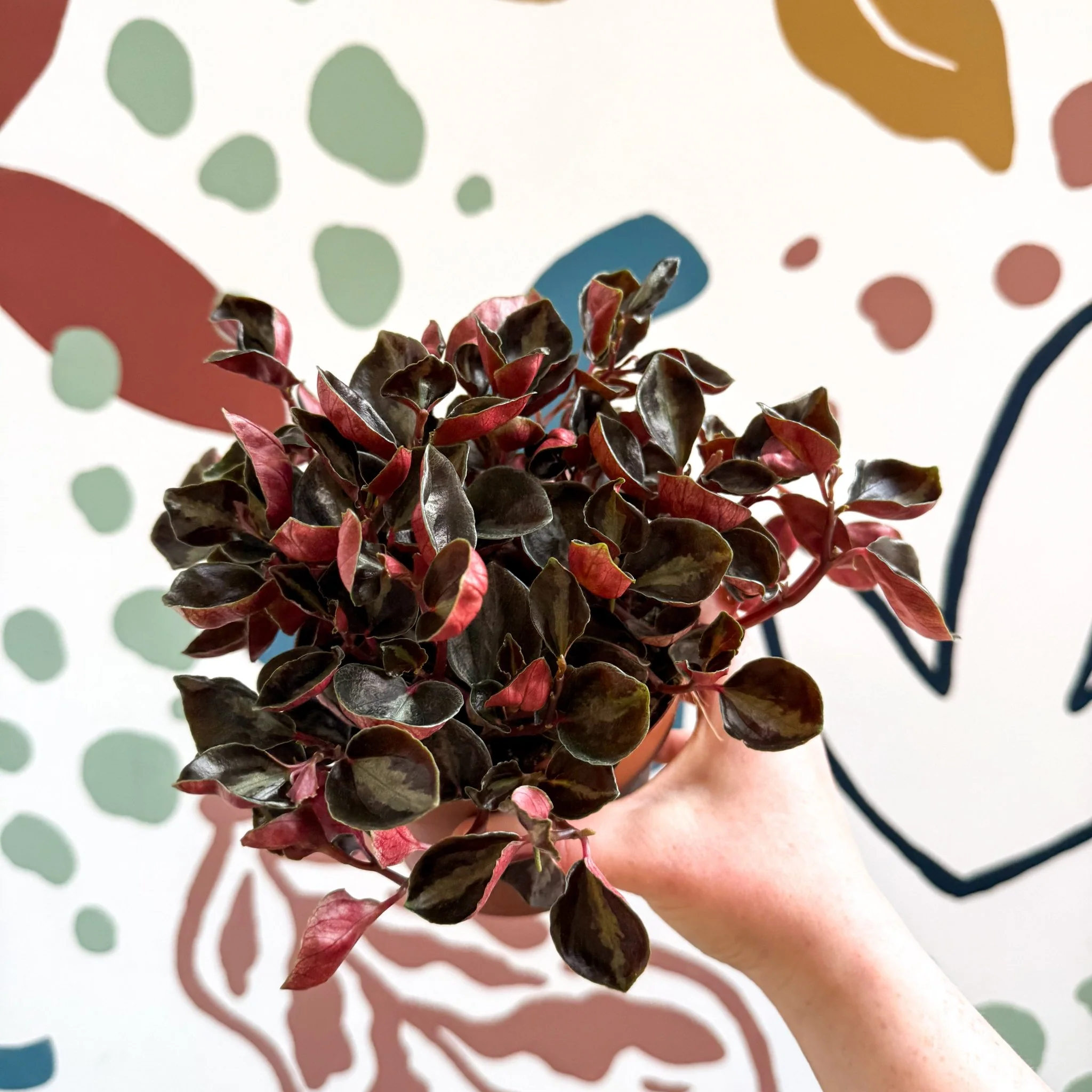 Peperomia columbiana ‘Metallica’ - Image 8