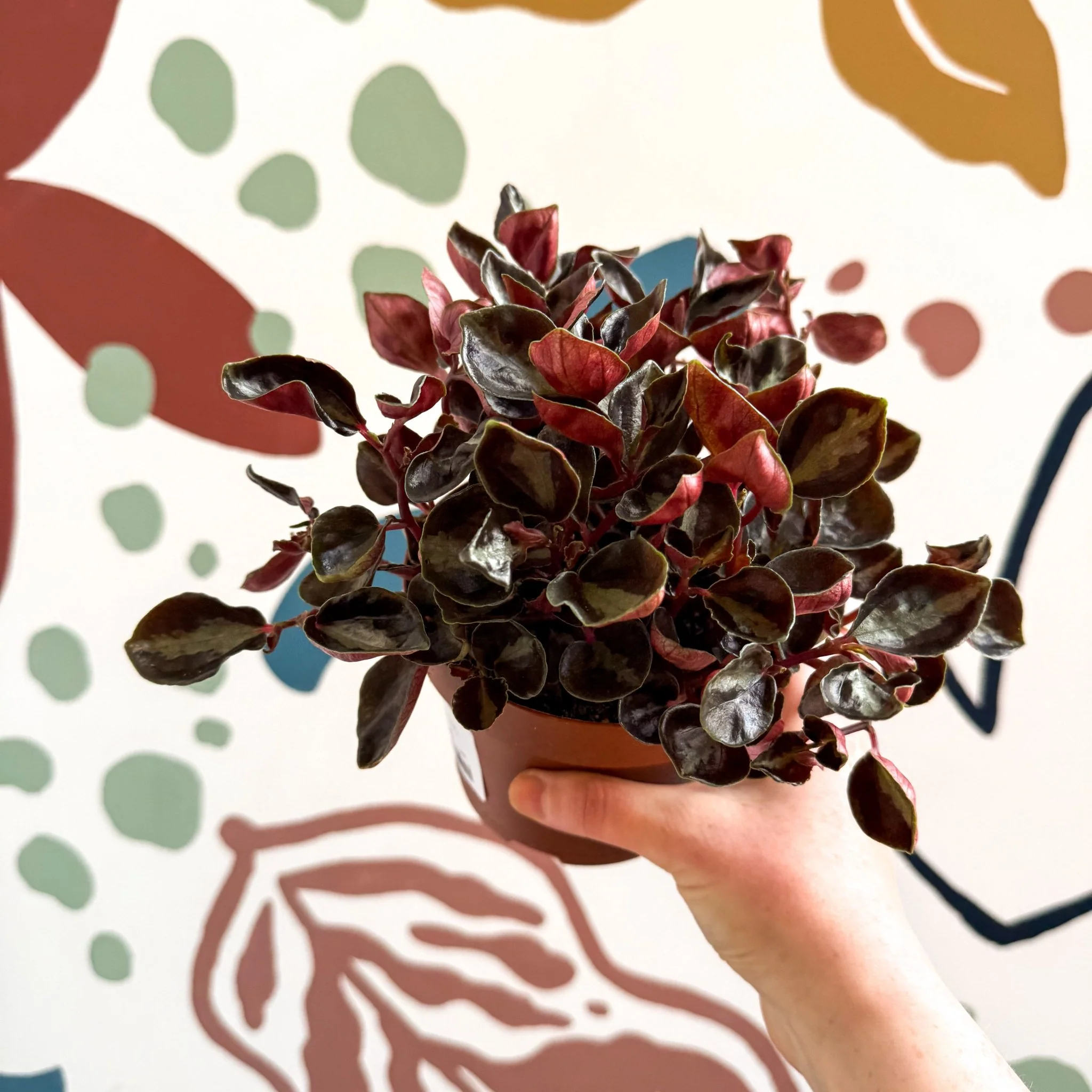 Peperomia columbiana ‘Metallica’ - Image 9