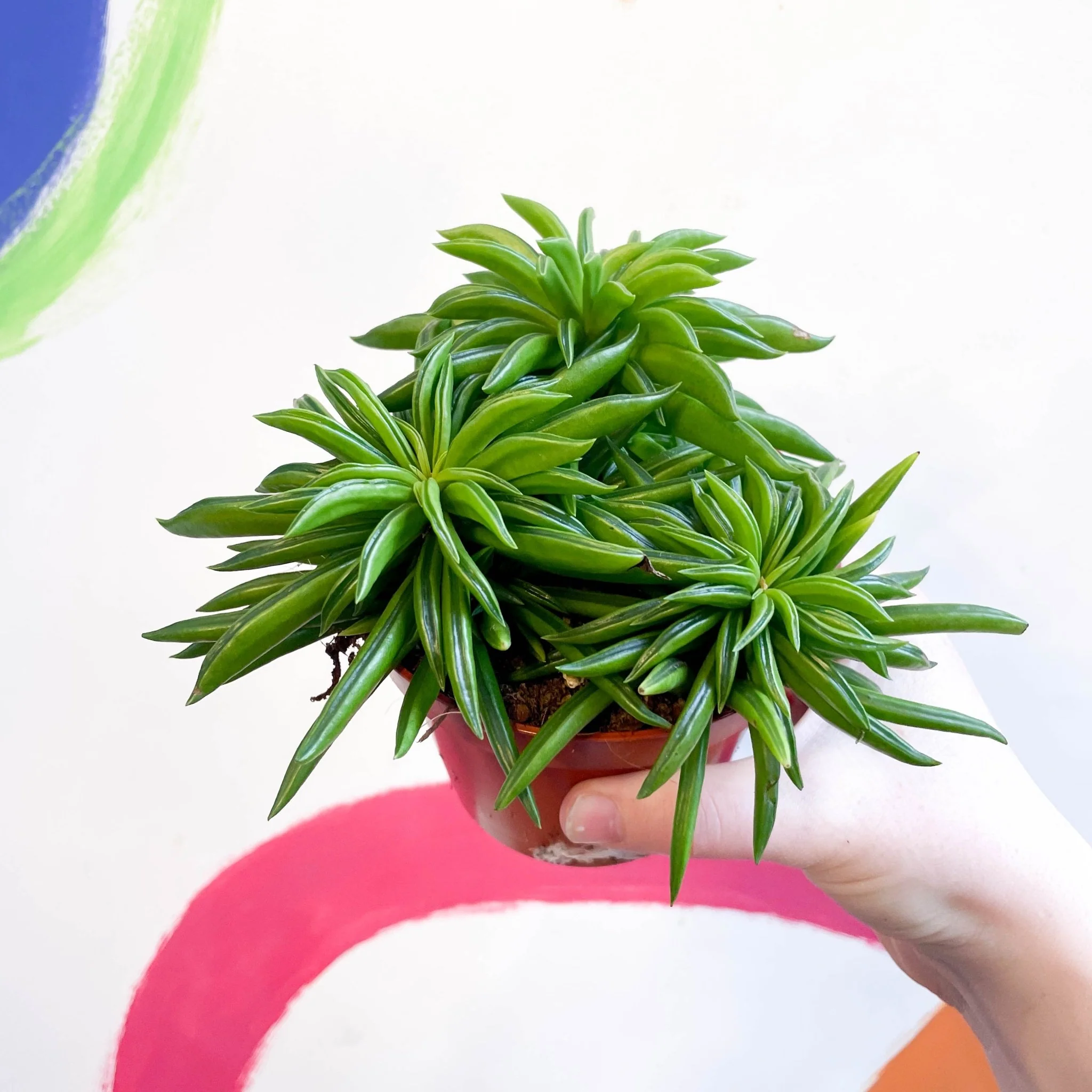 Peperomia ferreyrae 'Happy Bean' - Image 7