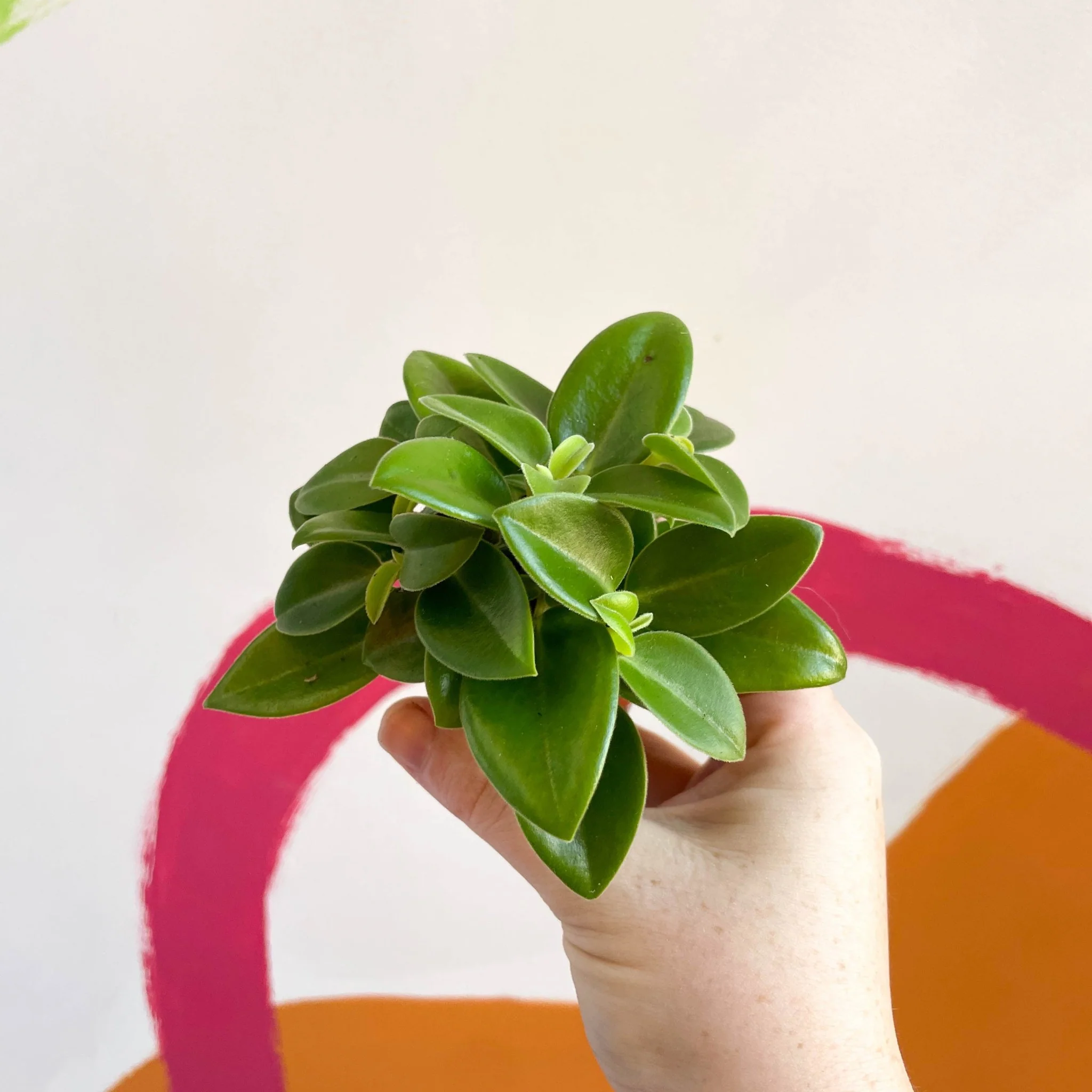 Peperomia orba 'Wonderwing' - Pixie Peperomia