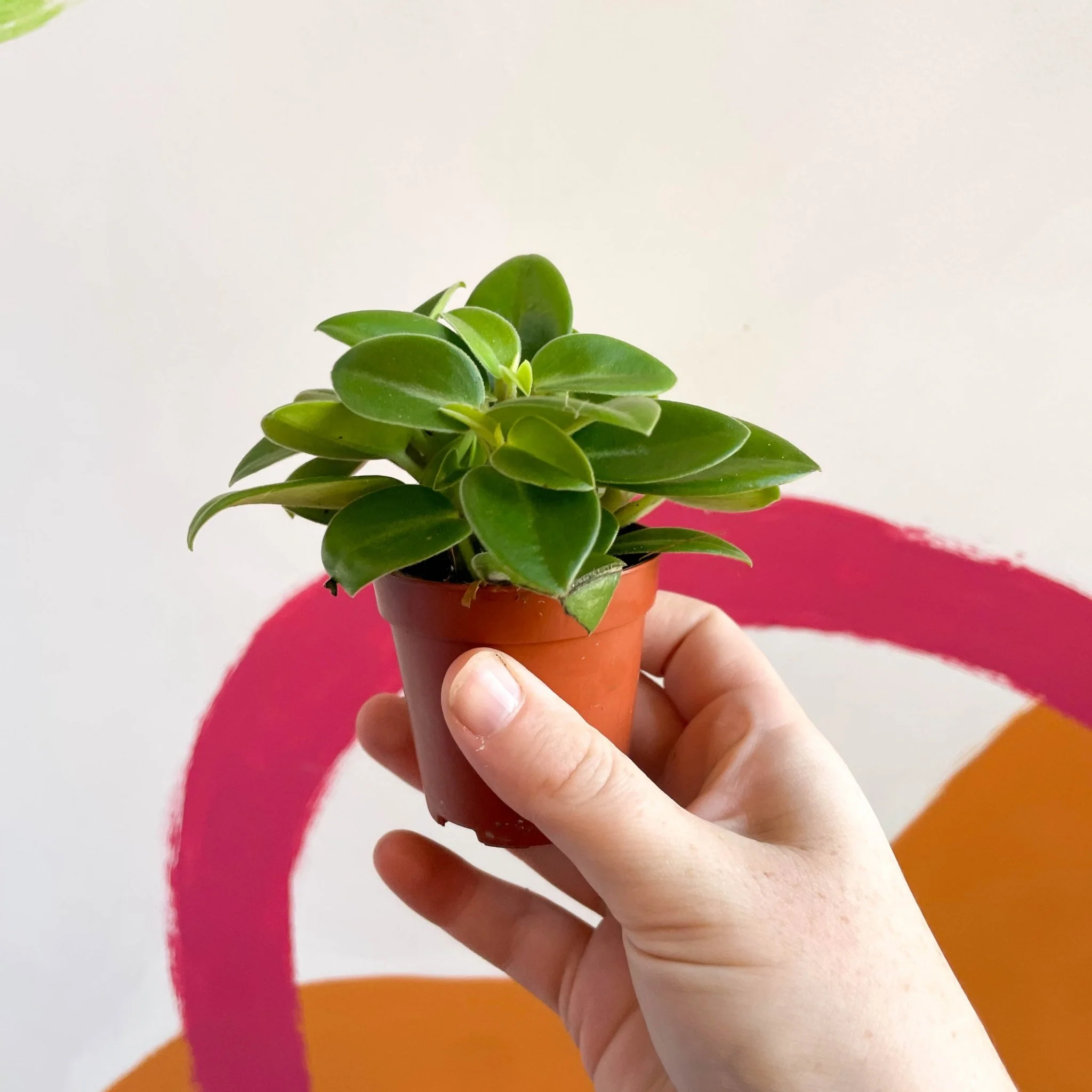 Peperomia orba 'Wonderwing' - Pixie Peperomia - Image 2