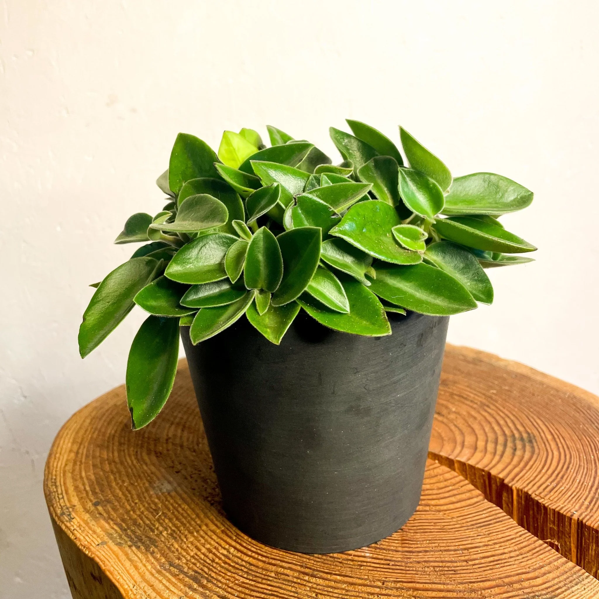 Peperomia orba 'Wonderwing' - Pixie Peperomia - Image 3
